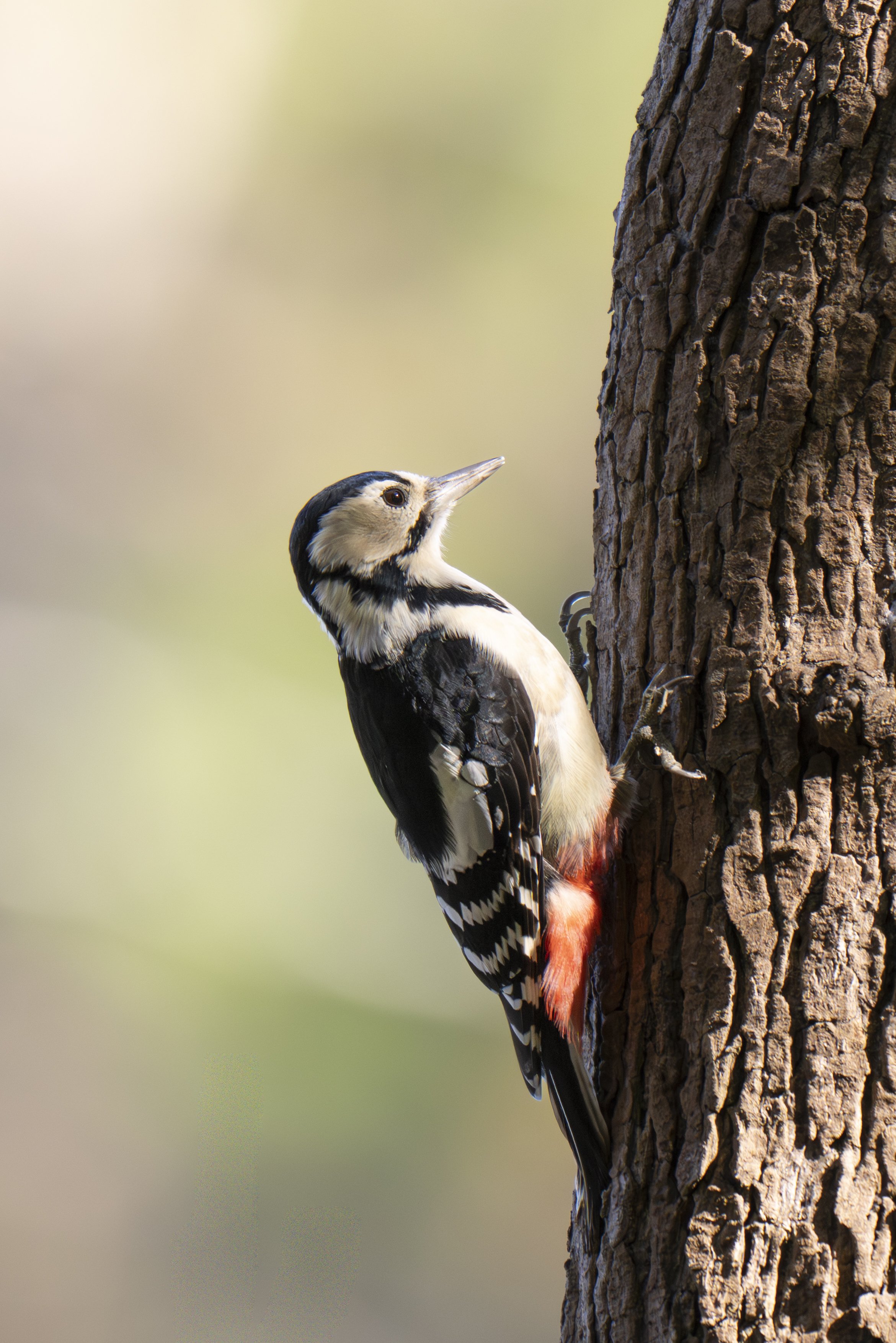 冬鳥が帰ってきたんだってよ！｜METAL