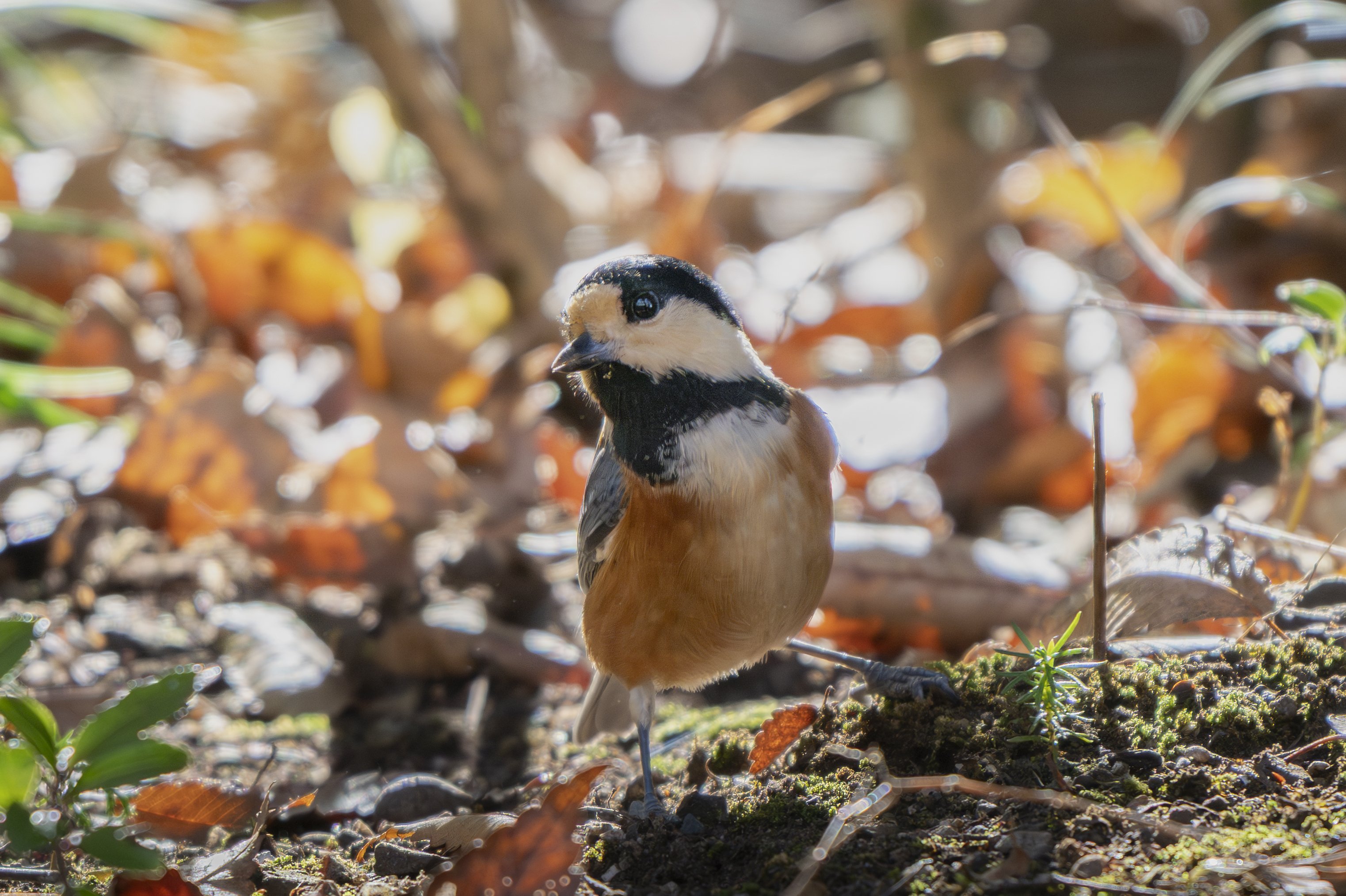 冬鳥が帰ってきたんだってよ！｜METAL