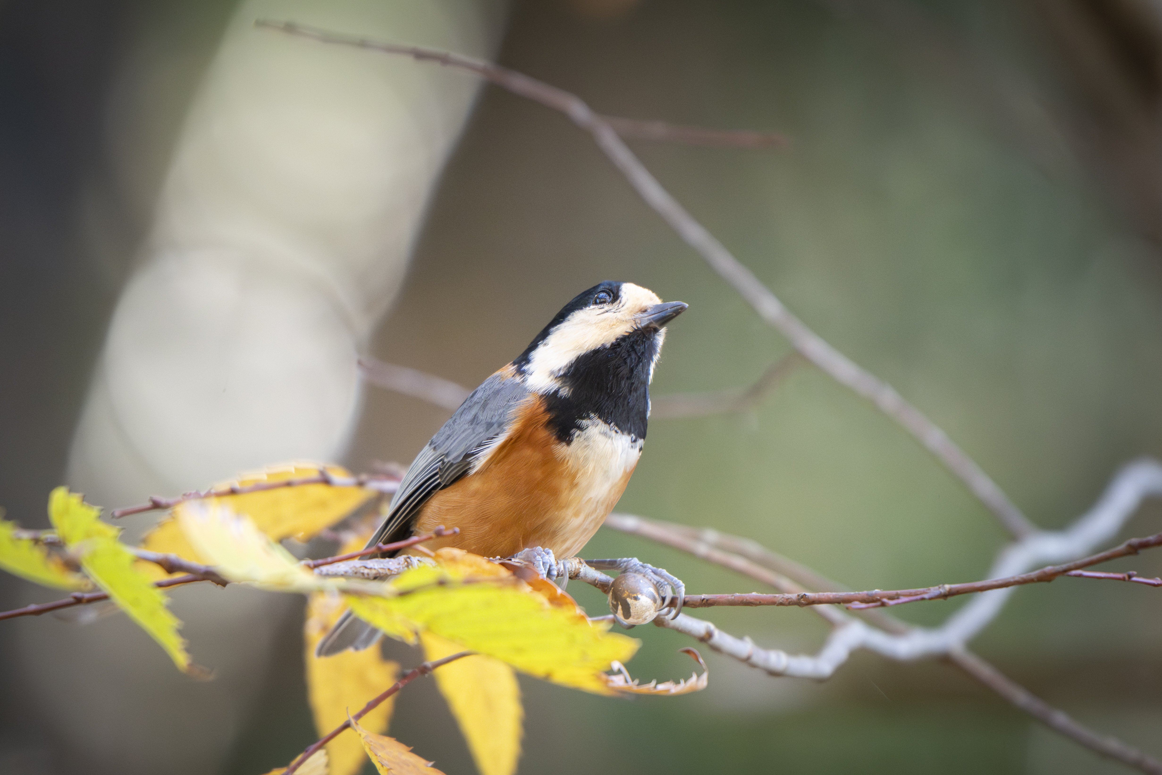 冬鳥が帰ってきたんだってよ！｜METAL
