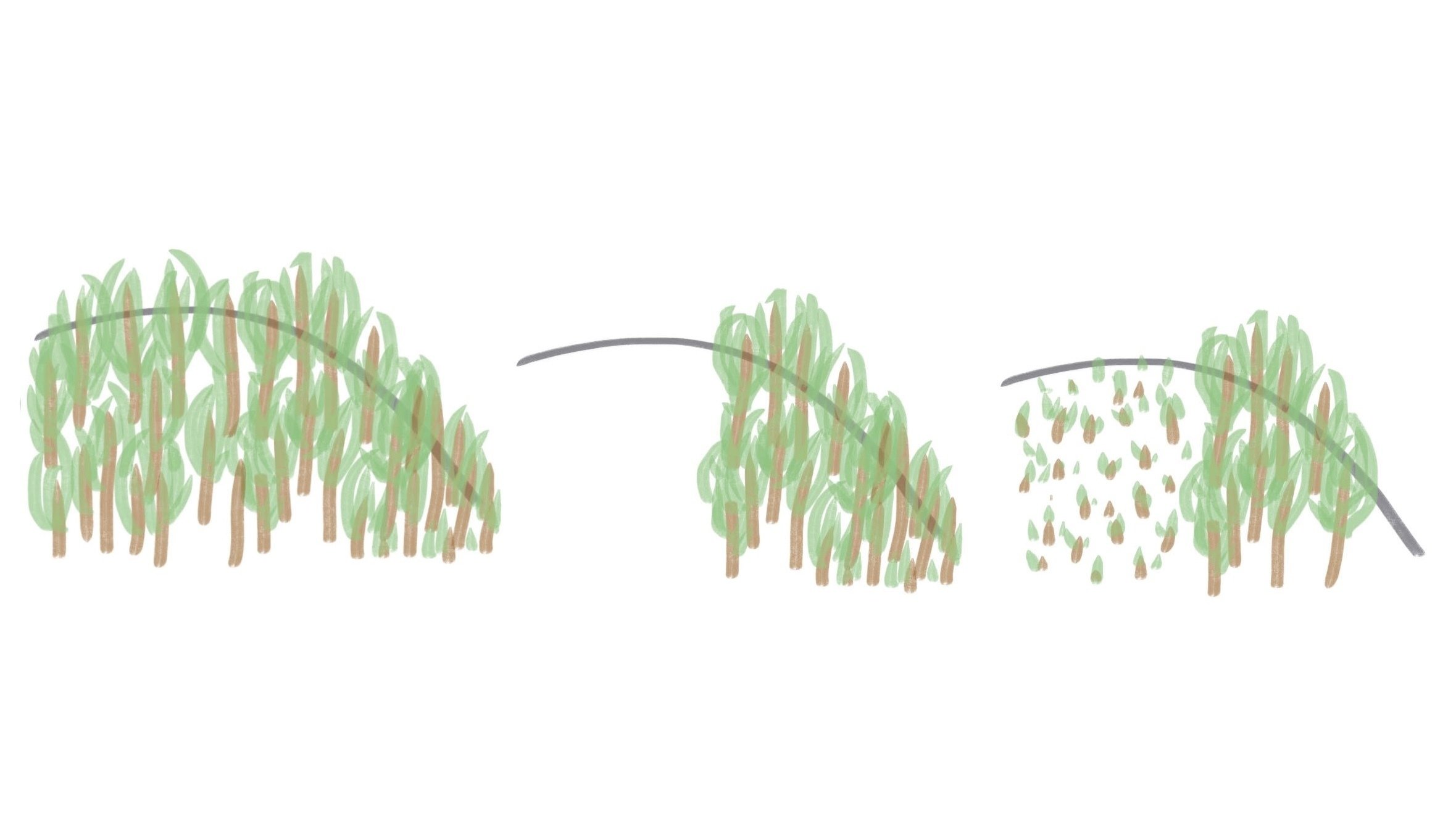 近自然森づくり」の森を見てきた｜Megumi Goto