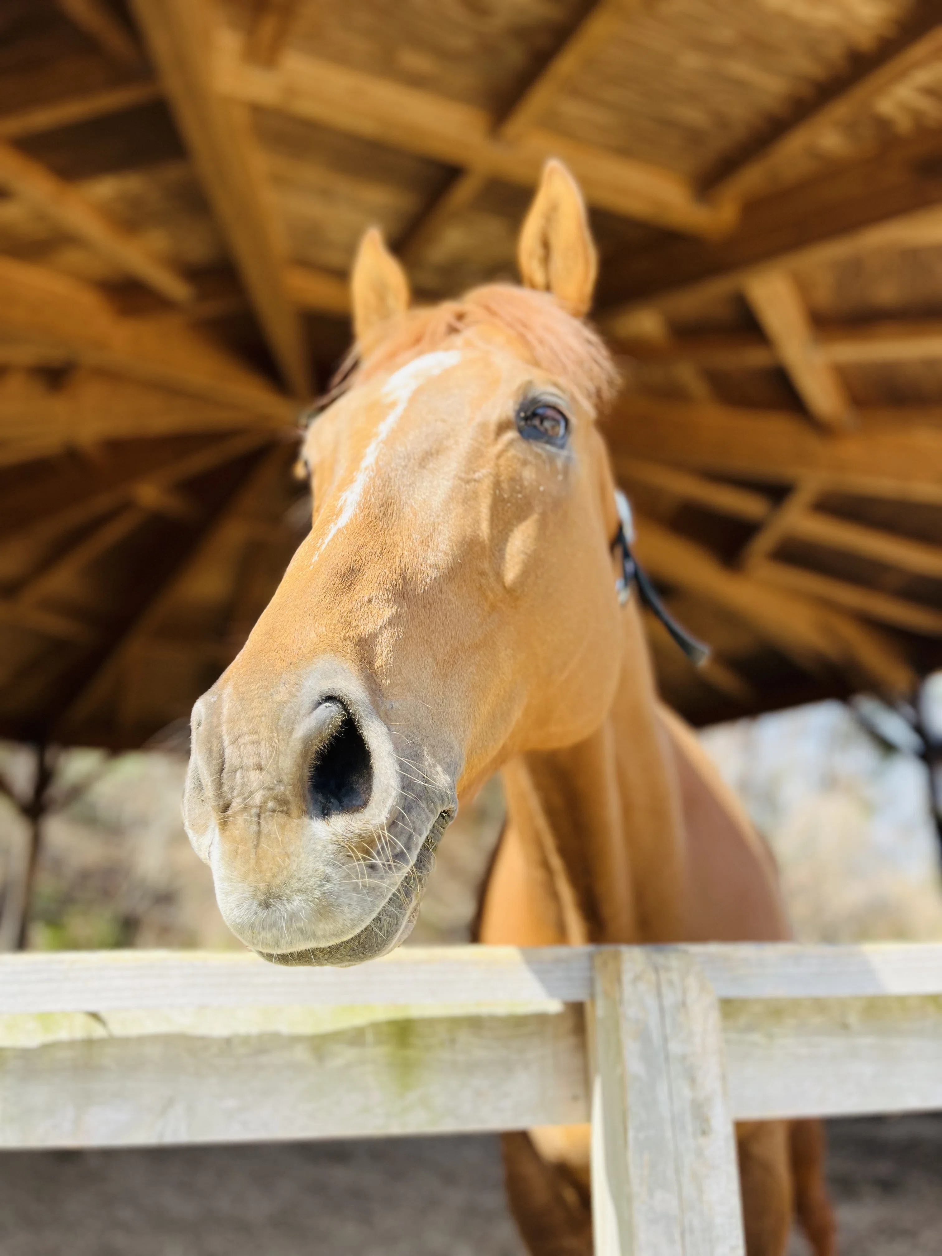 ギフト 私たちはなぜ動物に癒されるのか？｜第3回 ハラスメント問題も