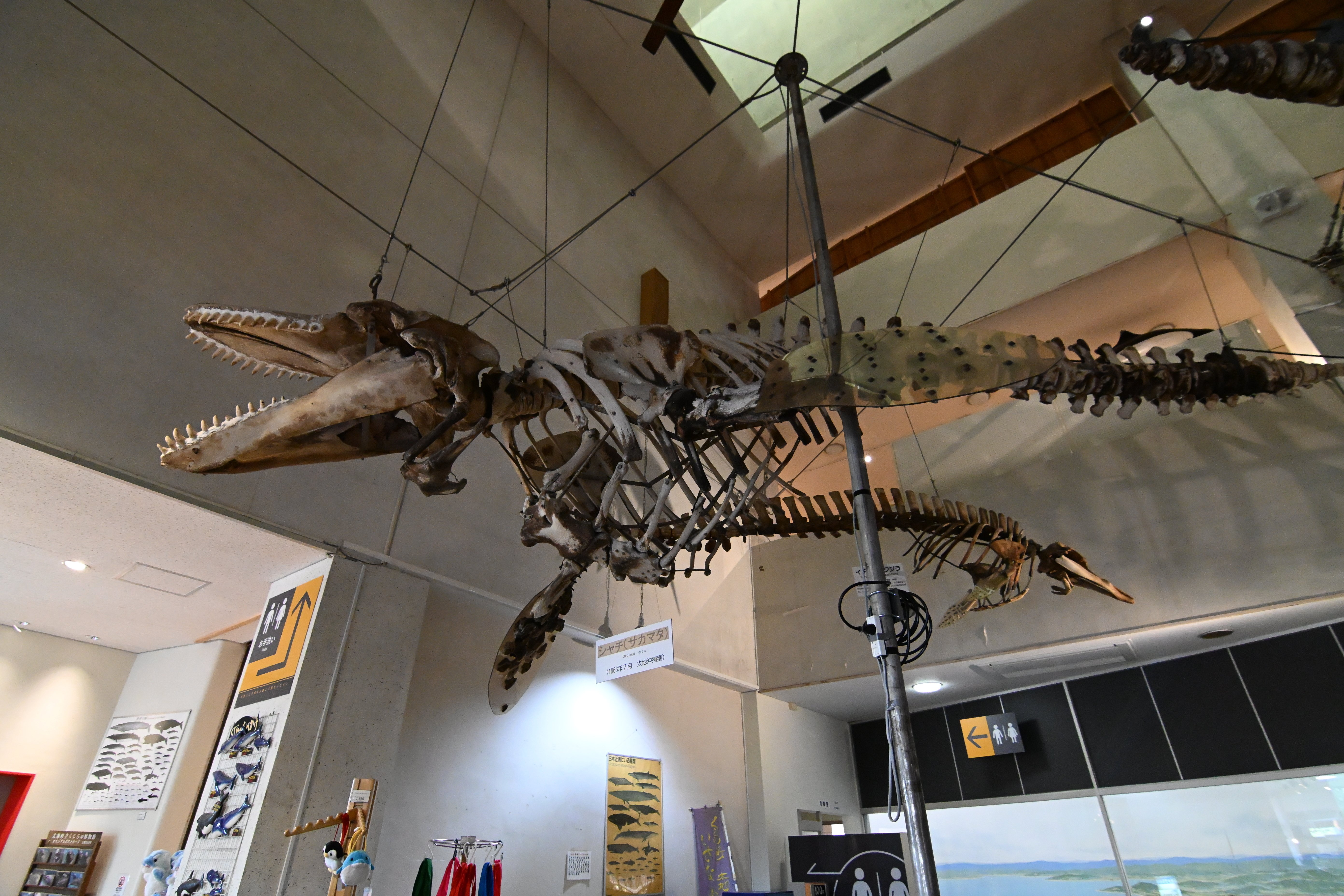 20251116_太地町立くじらの博物館【Nikon Z50IIと水族館】｜山ネズミ