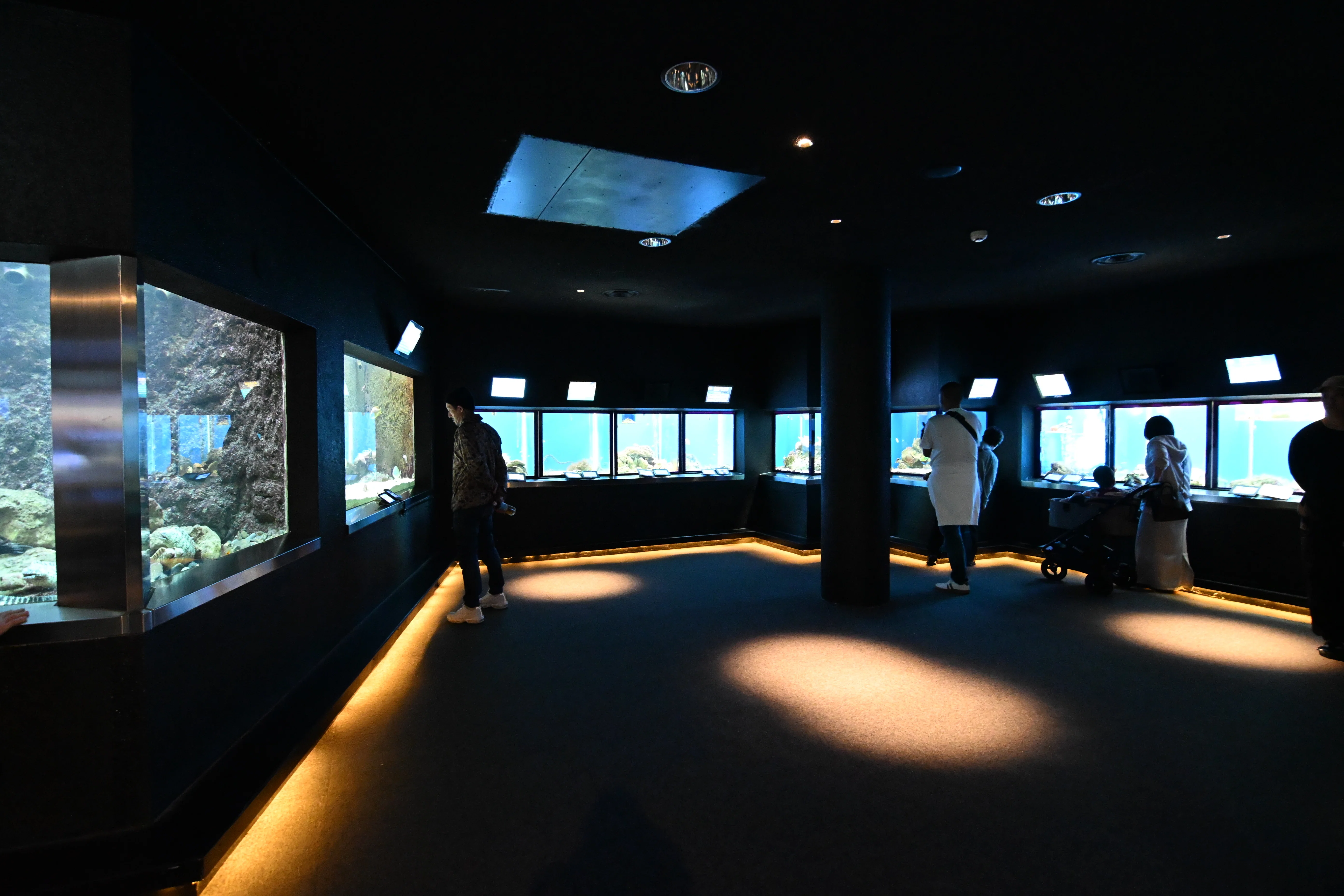 20251116_串本海中公園【Nikon Z50IIと水族館】｜山ネズミ
