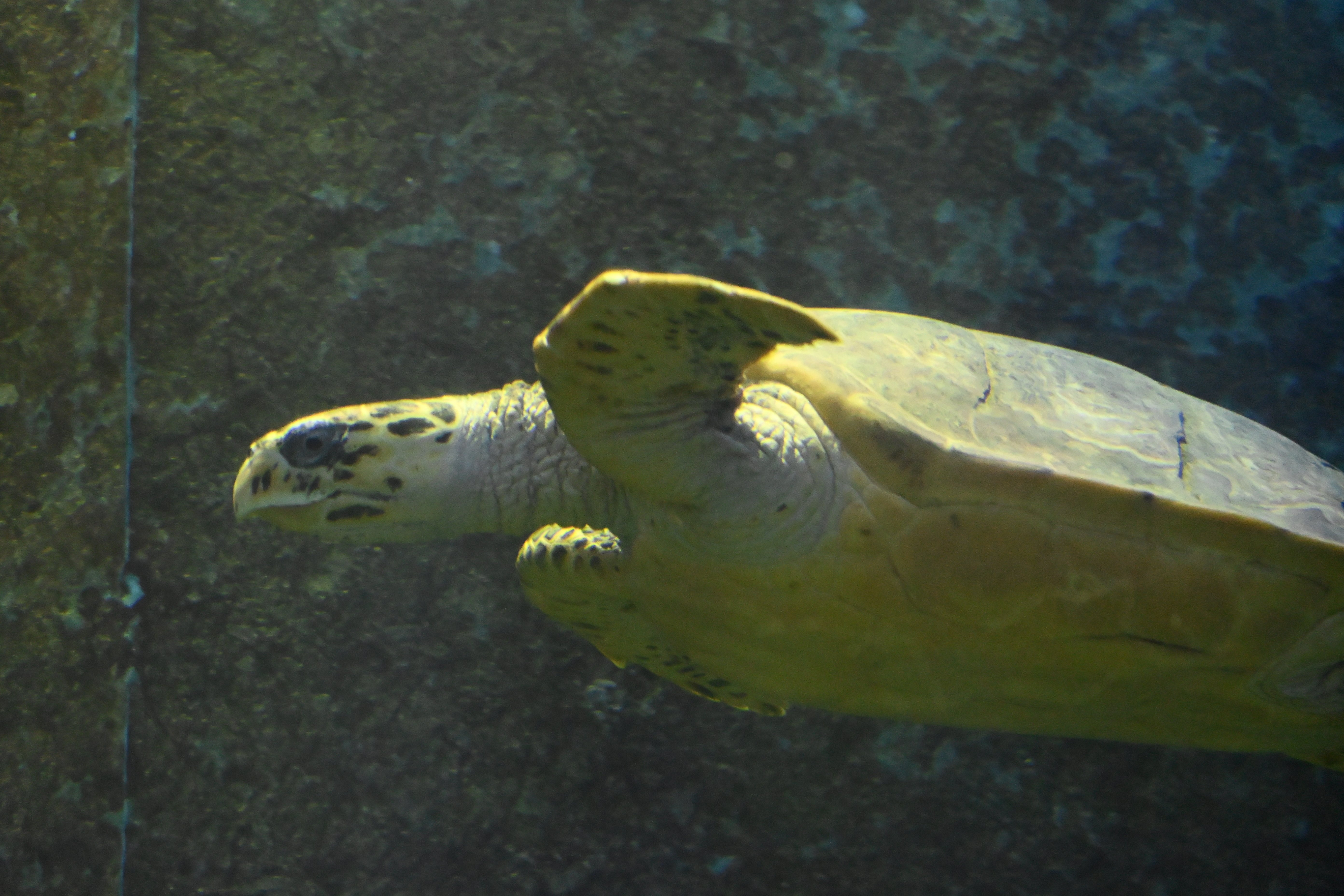 20251116_串本海中公園【Nikon Z50IIと水族館】｜山ネズミ