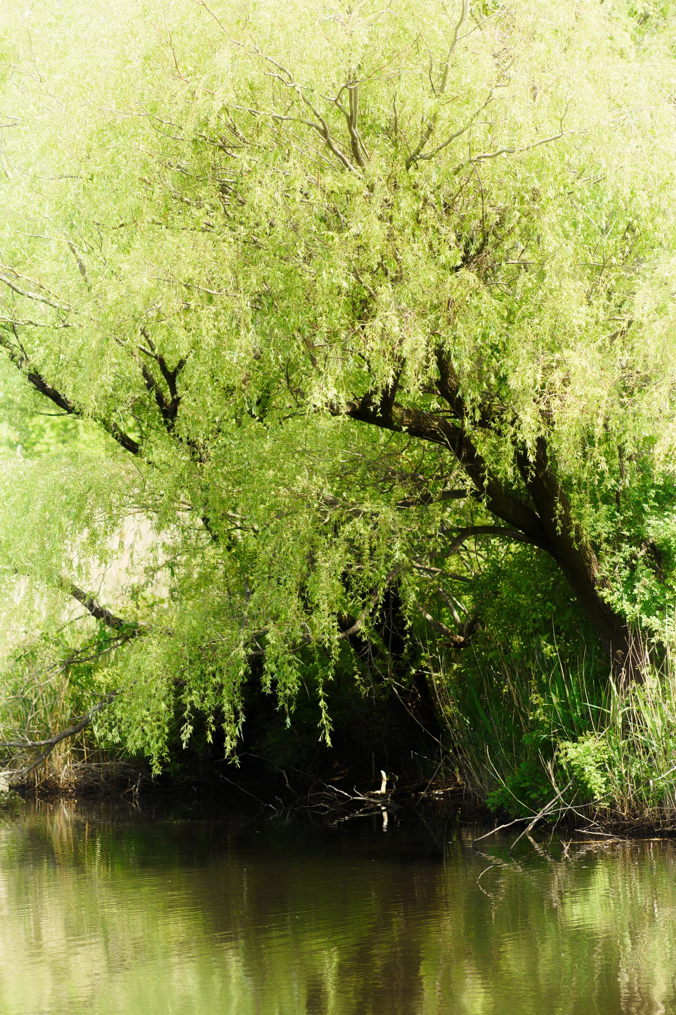 大宮第三公園の小さな島について Nikon D4s, Nikon D3300｜fueda218