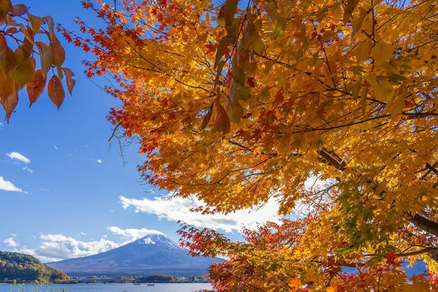 富士河口湖紅葉まつり | α7CII + SIGMA 20-200mm F3.5-6.3｜borichan