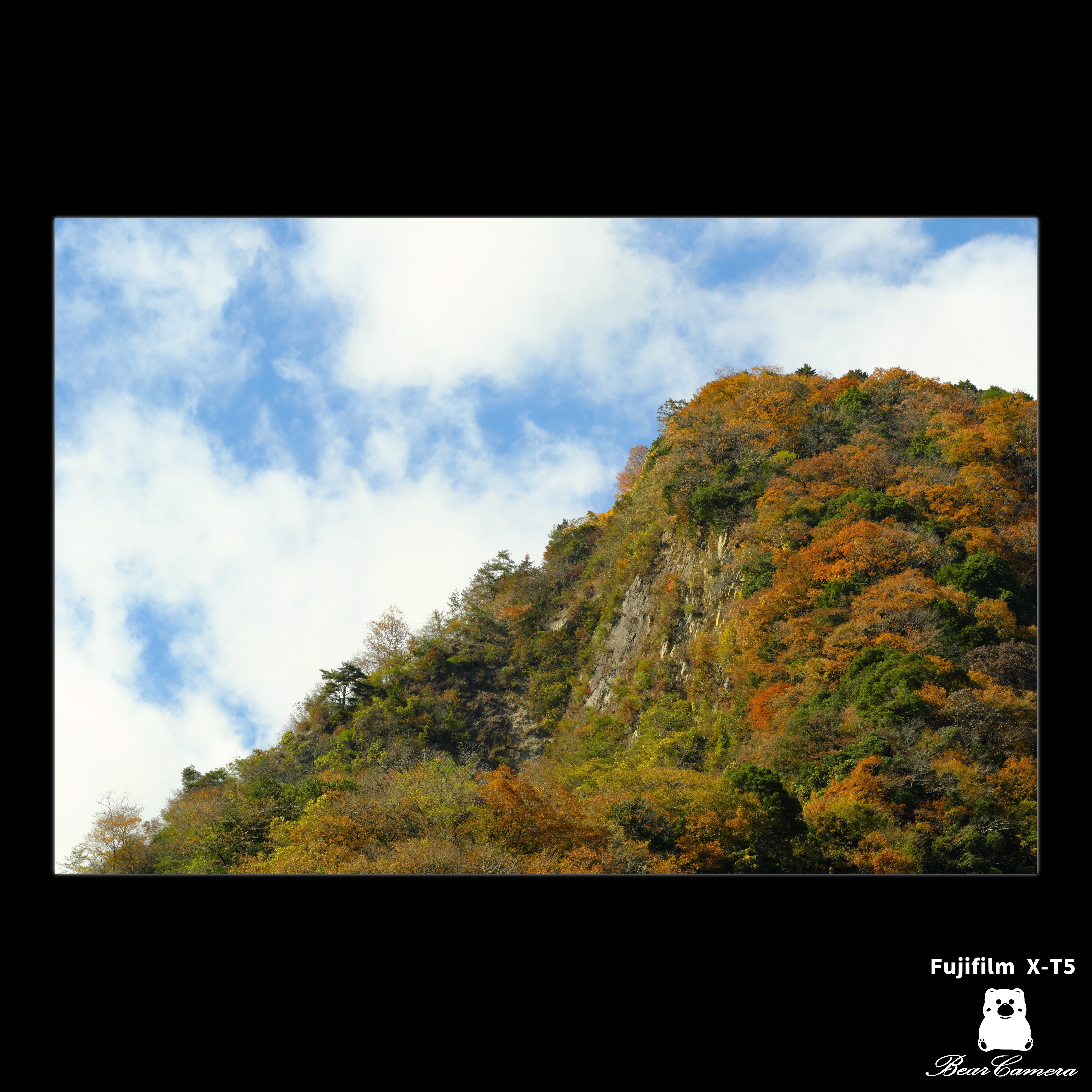 紅葉｜くまかめら