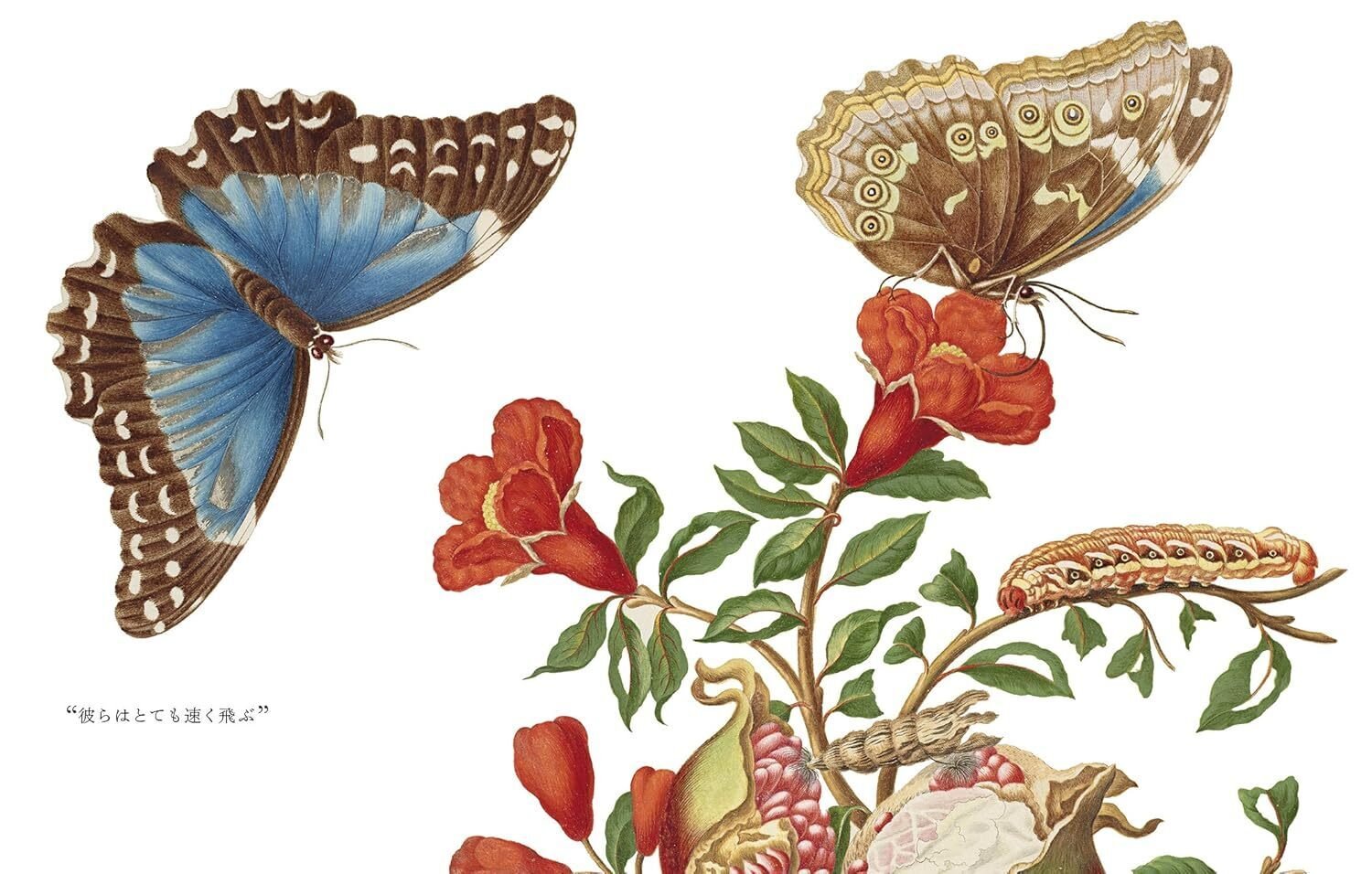 100日のアートブック 59日目 「マリア・シビラ・メーリアン作品集