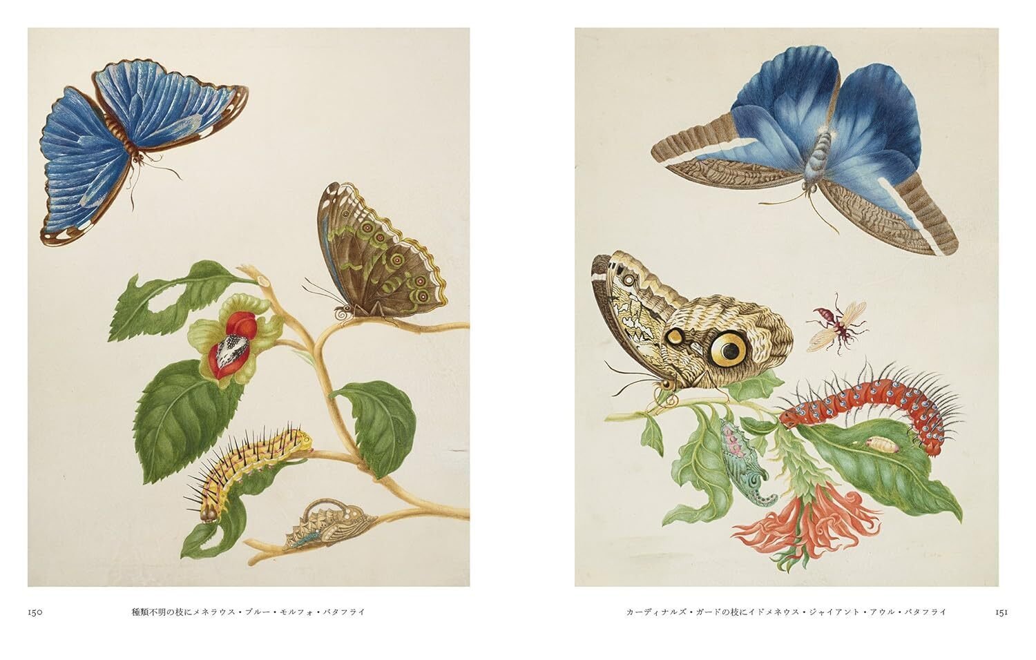 100日のアートブック 59日目 「マリア・シビラ・メーリアン作品集