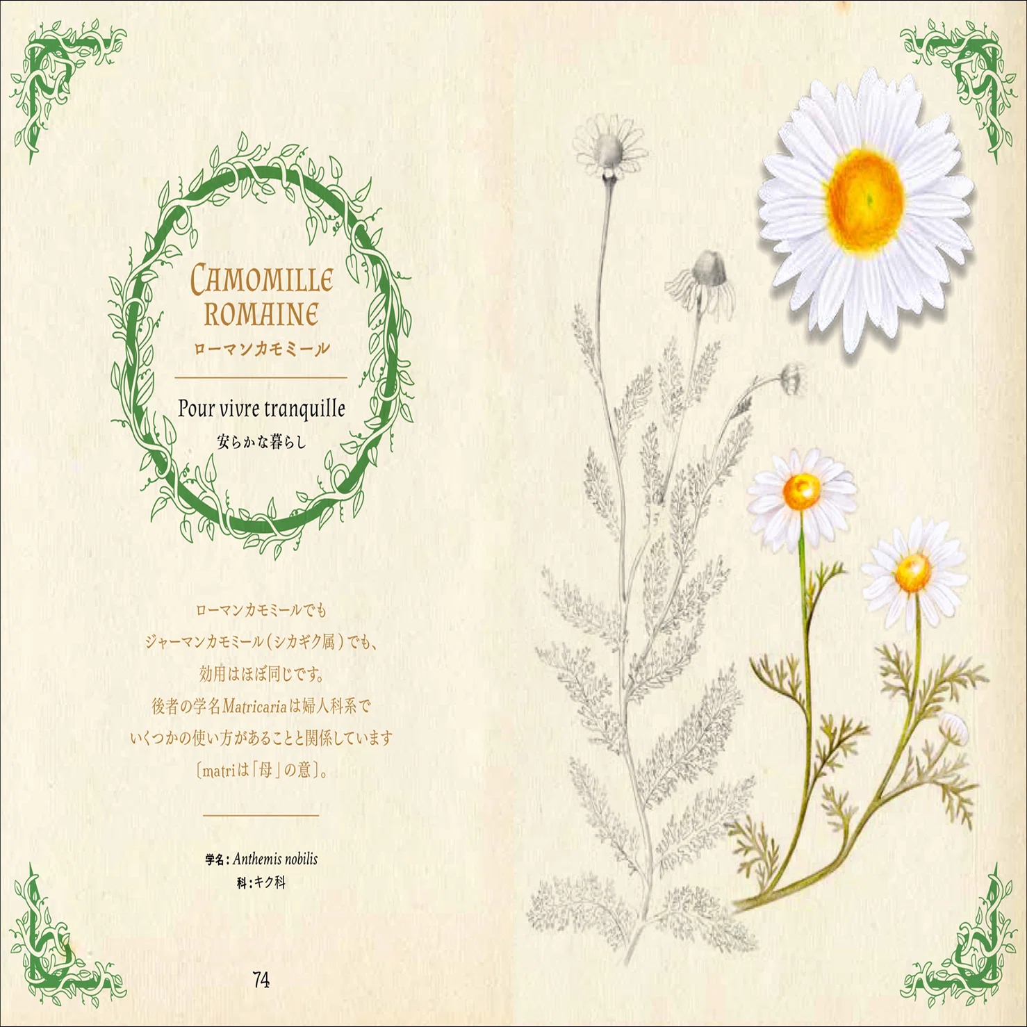 大好評“ひみつの本棚”第10弾】古代の人々を癒した薬用植物と現代にも