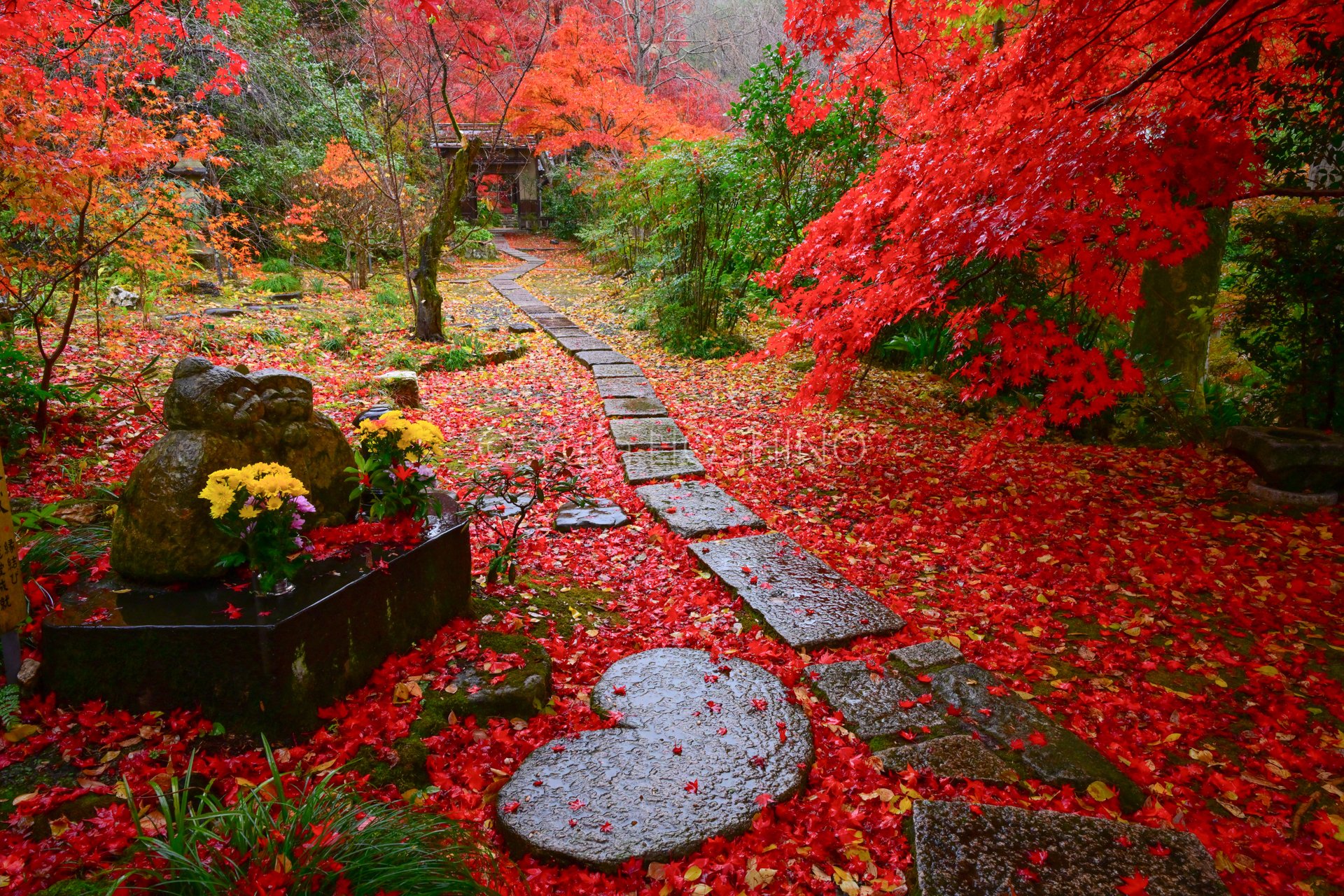 京都～絵になる紅葉ベスト10｜星野佑佳