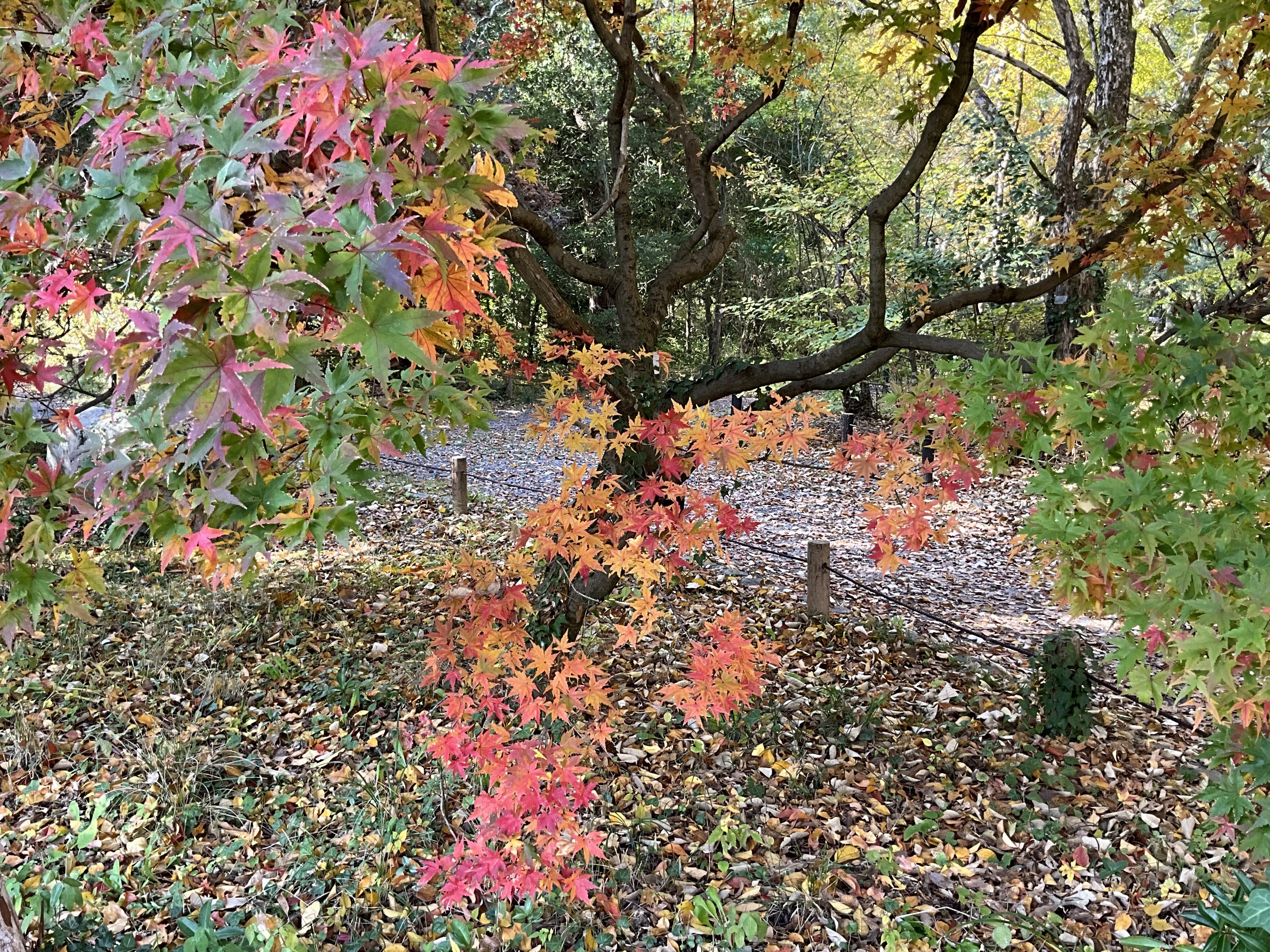 ヤマモミジなどの紅葉（京都府立植物園）：2025年11月20日（木）｜藤井