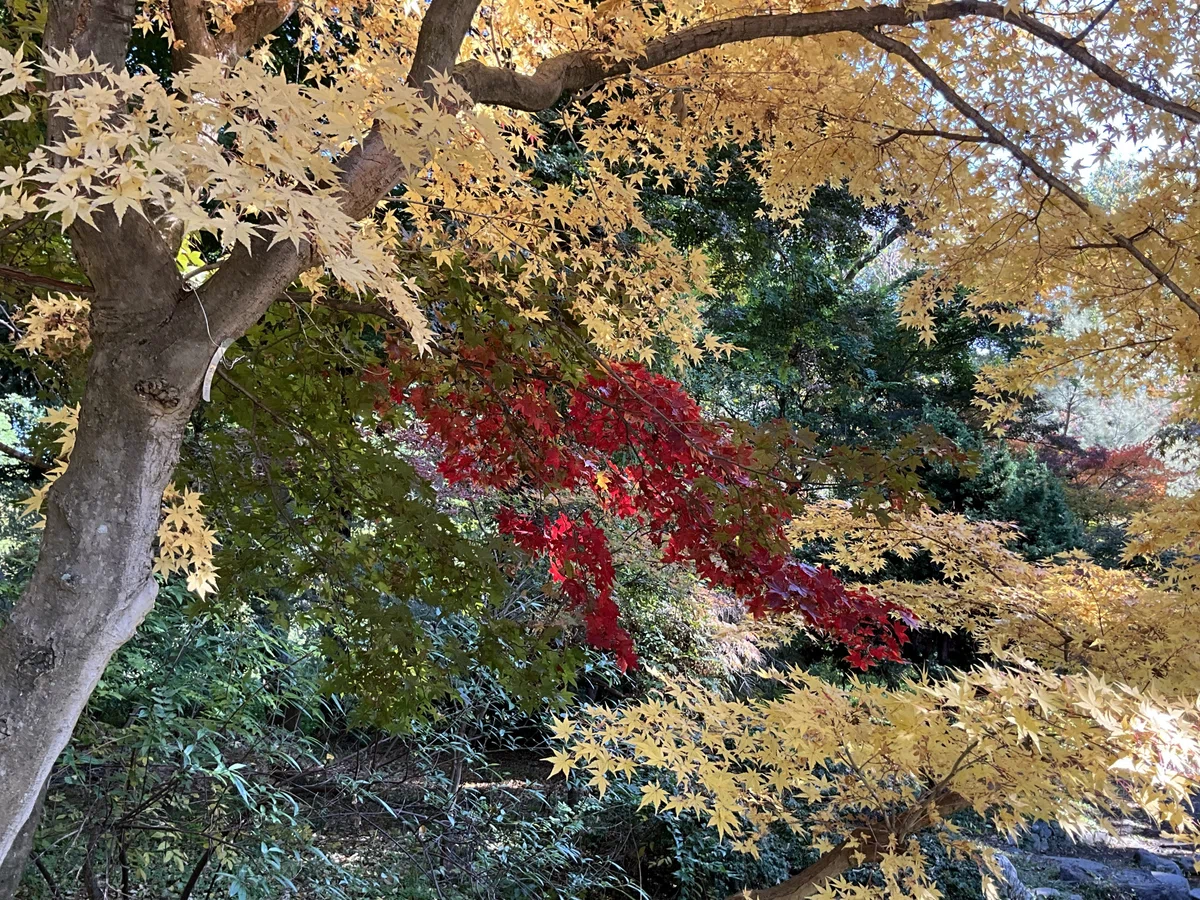 ヤマモミジなどの紅葉(京都府立植物園):2025年11月20日(木)|藤井秀昭(『京都居候叢書』著者)