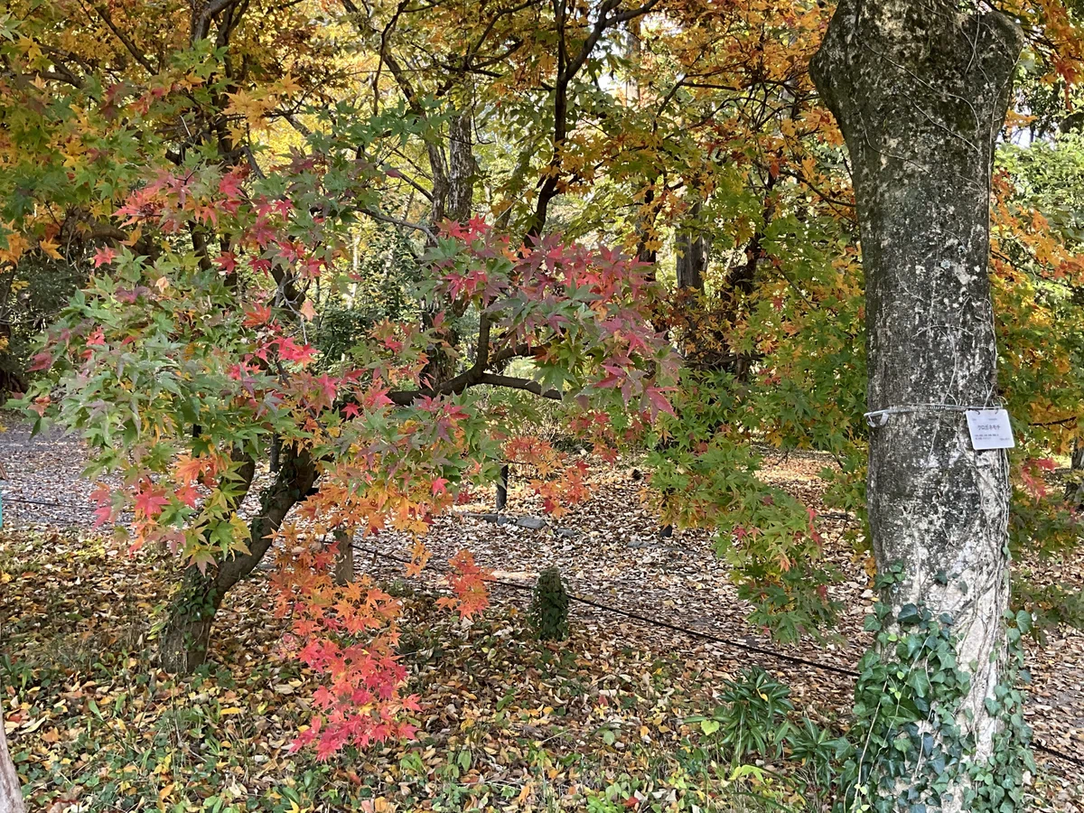 ヤマモミジなどの紅葉(京都府立植物園):2025年11月20日(木)|藤井秀昭(『京都居候叢書』著者)
