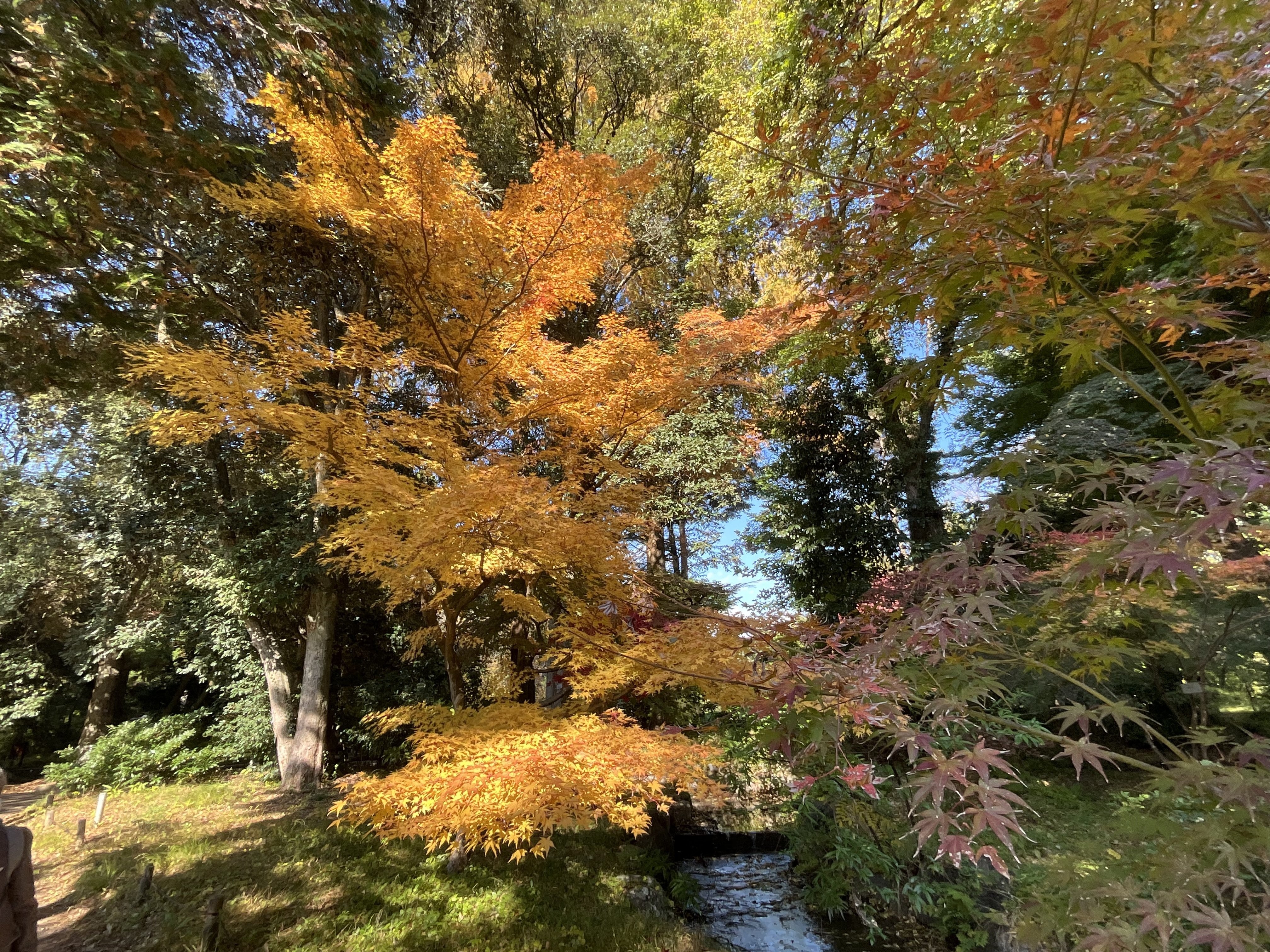 ヤマモミジなどの紅葉（京都府立植物園）：2025年11月20日（木）｜藤井