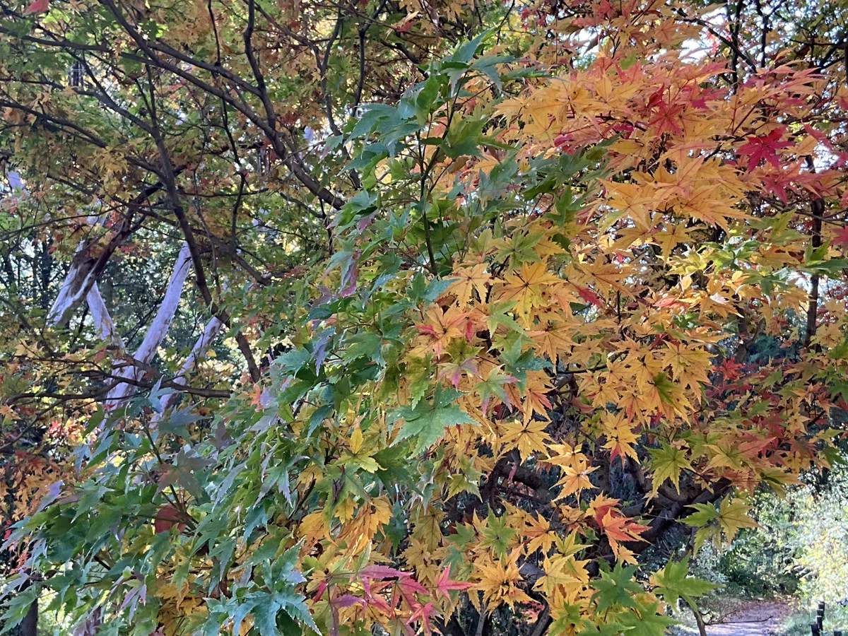 ヤマモミジなどの紅葉(京都府立植物園):2025年11月20日(木)|藤井秀昭(『京都居候叢書』著者)