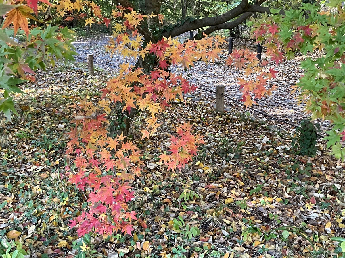 ヤマモミジなどの紅葉(京都府立植物園):2025年11月20日(木)|藤井秀昭(『京都居候叢書』著者)