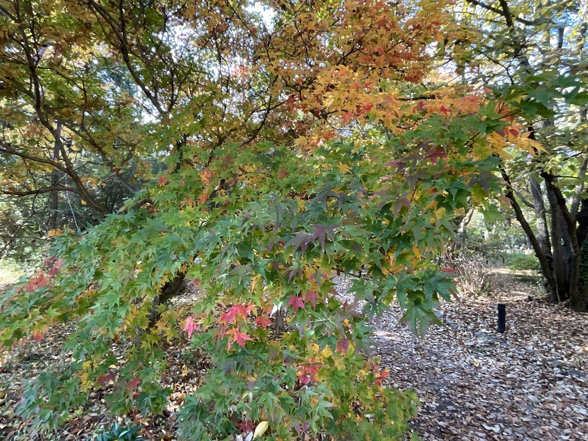ヤマモミジなどの紅葉(京都府立植物園):2025年11月20日(木)|藤井秀昭(『京都居候叢書』著者)