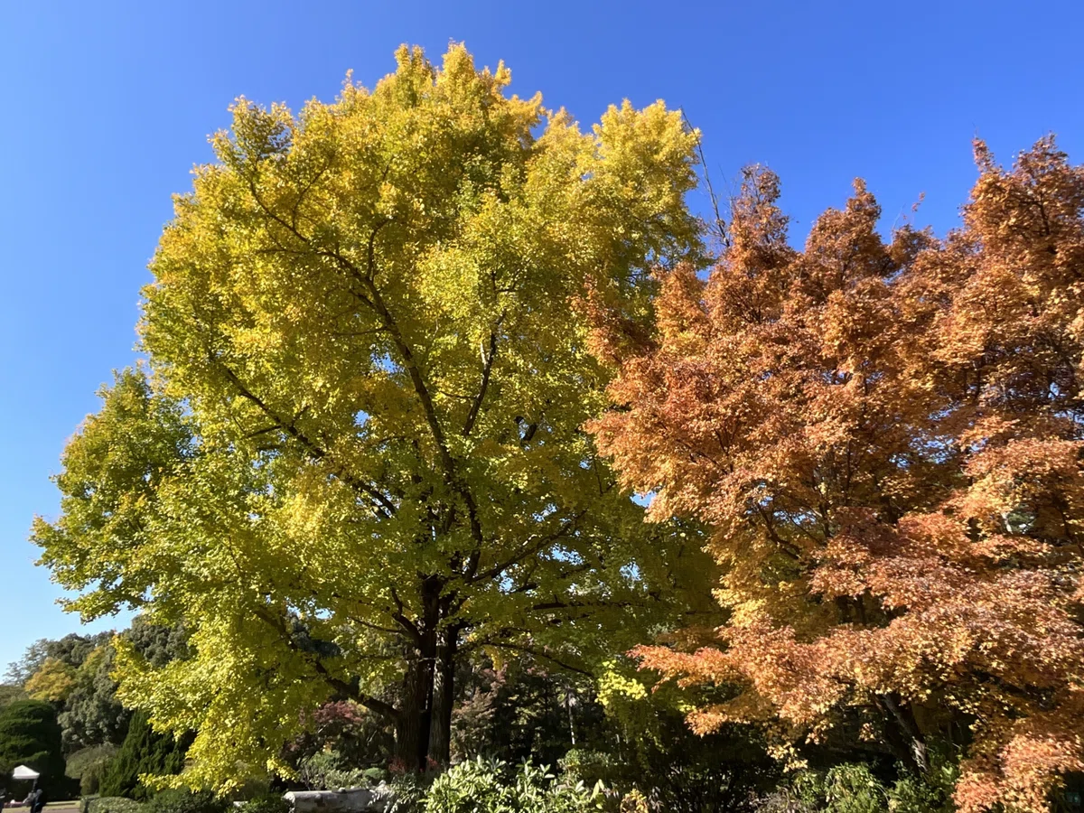 ヤマモミジなどの紅葉(京都府立植物園):2025年11月20日(木)|藤井秀昭(『京都居候叢書』著者)