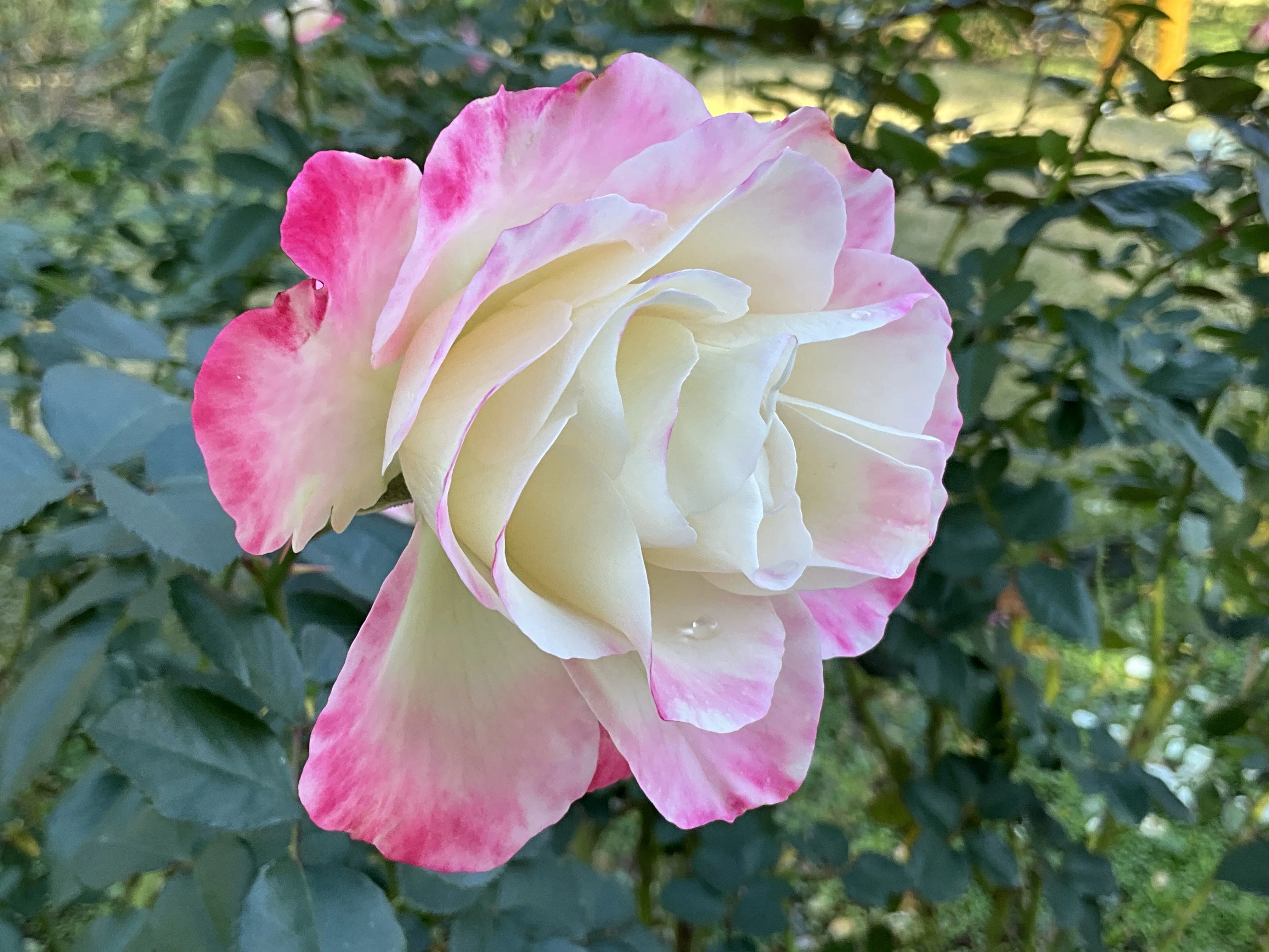 Destiny and others on November 20th (Kyoto Botanical Gardens Rose