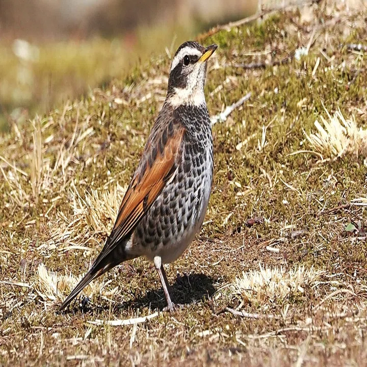 ツグミ の 鳴き声