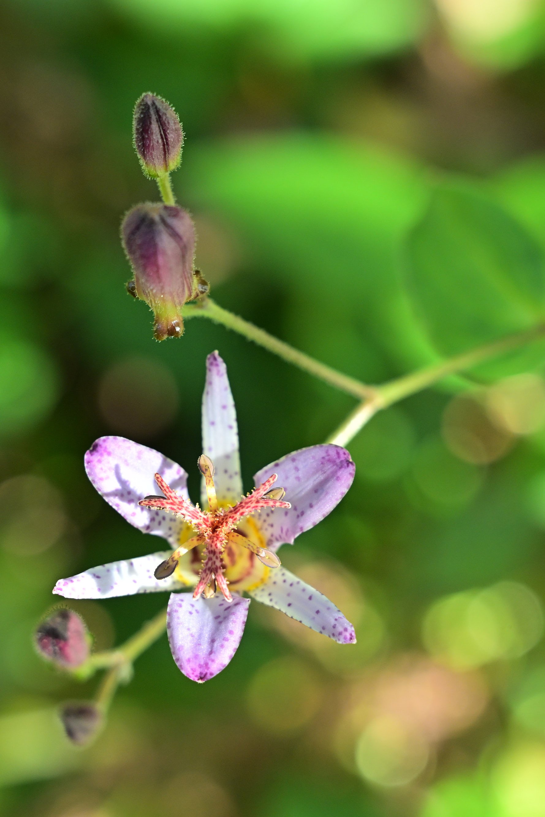ホトトギス（花） （Z9 : NIKKOR Z 24-70mm f/2.8 S II） ｜シェル