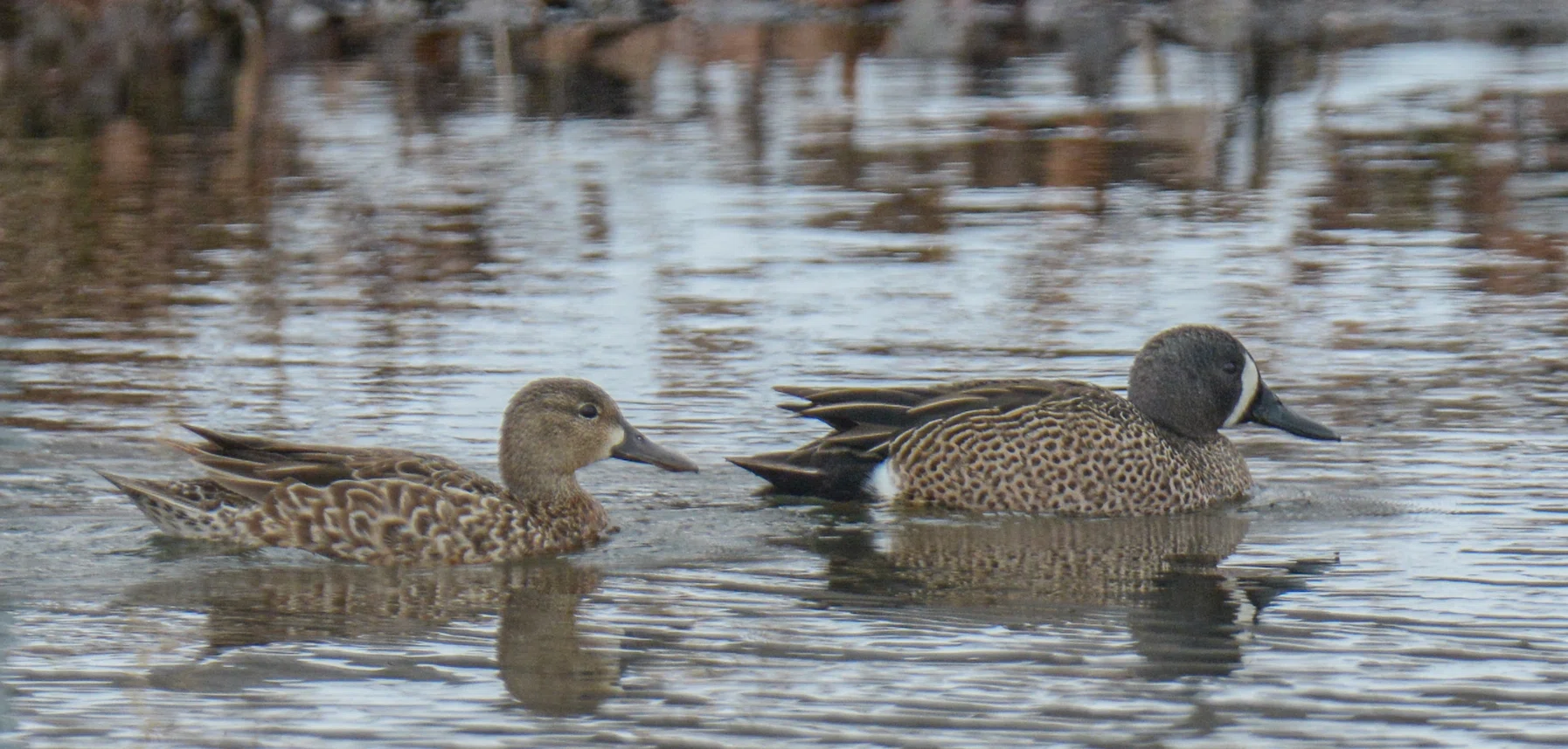 シカゴでバードウォッチング！】 Blue-winged Teal ミカヅキシマアジ