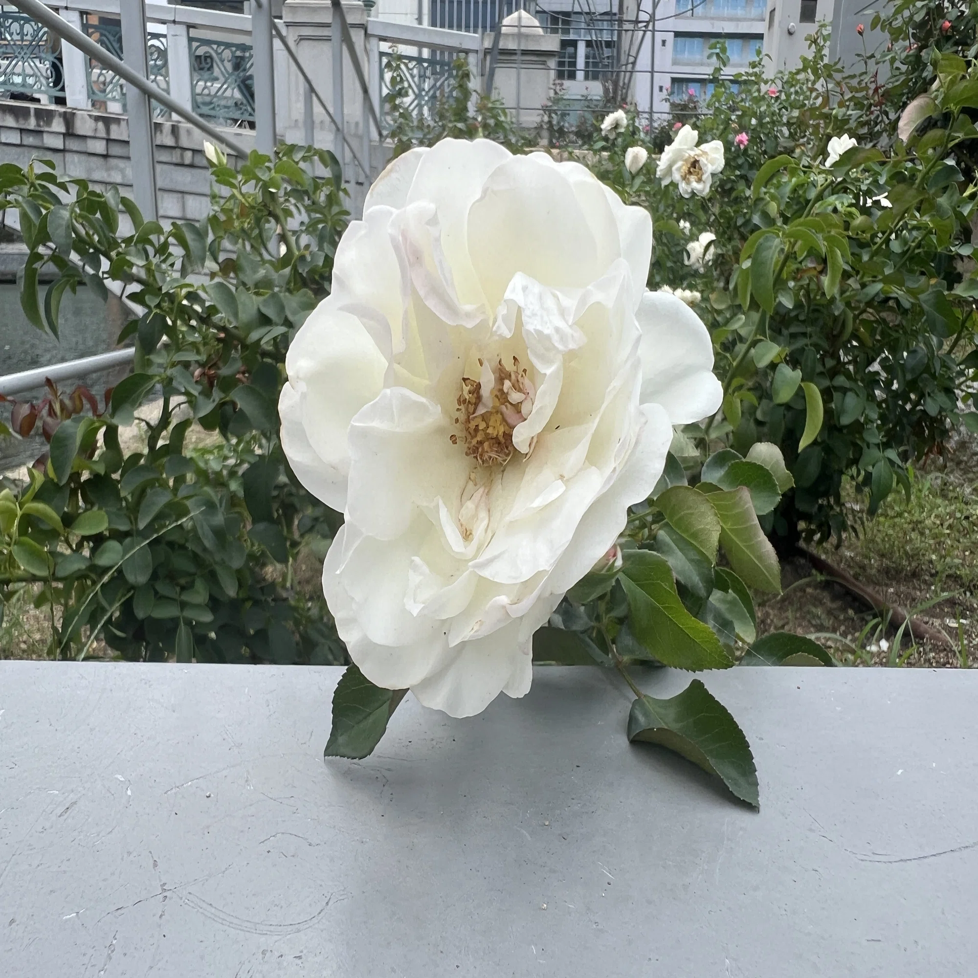 ??White Meidiland ?Nakanoshima Rose Garden｜ぱぽにゃん?薔薇を 