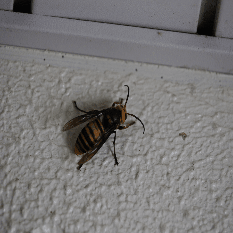 虫嫌いを克服させる千本ノック 264本目 オオスズメバチ（大雀蜂）の