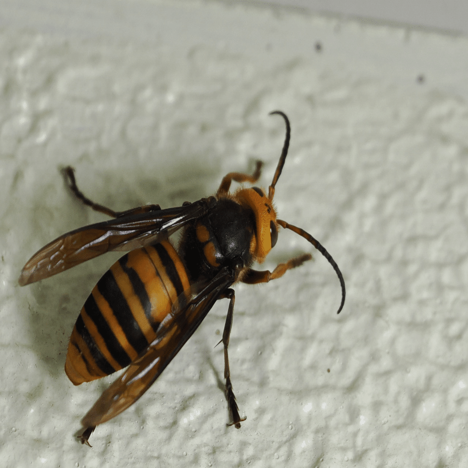 虫嫌いを克服させる千本ノック 264本目 オオスズメバチ（大雀蜂）の