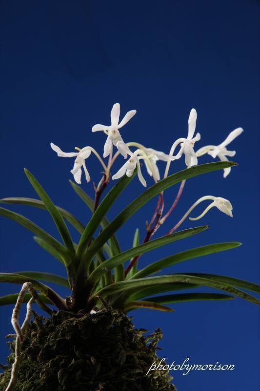 富貴蘭「青御影」の花(過去の画像倉庫から)｜KJ Morison