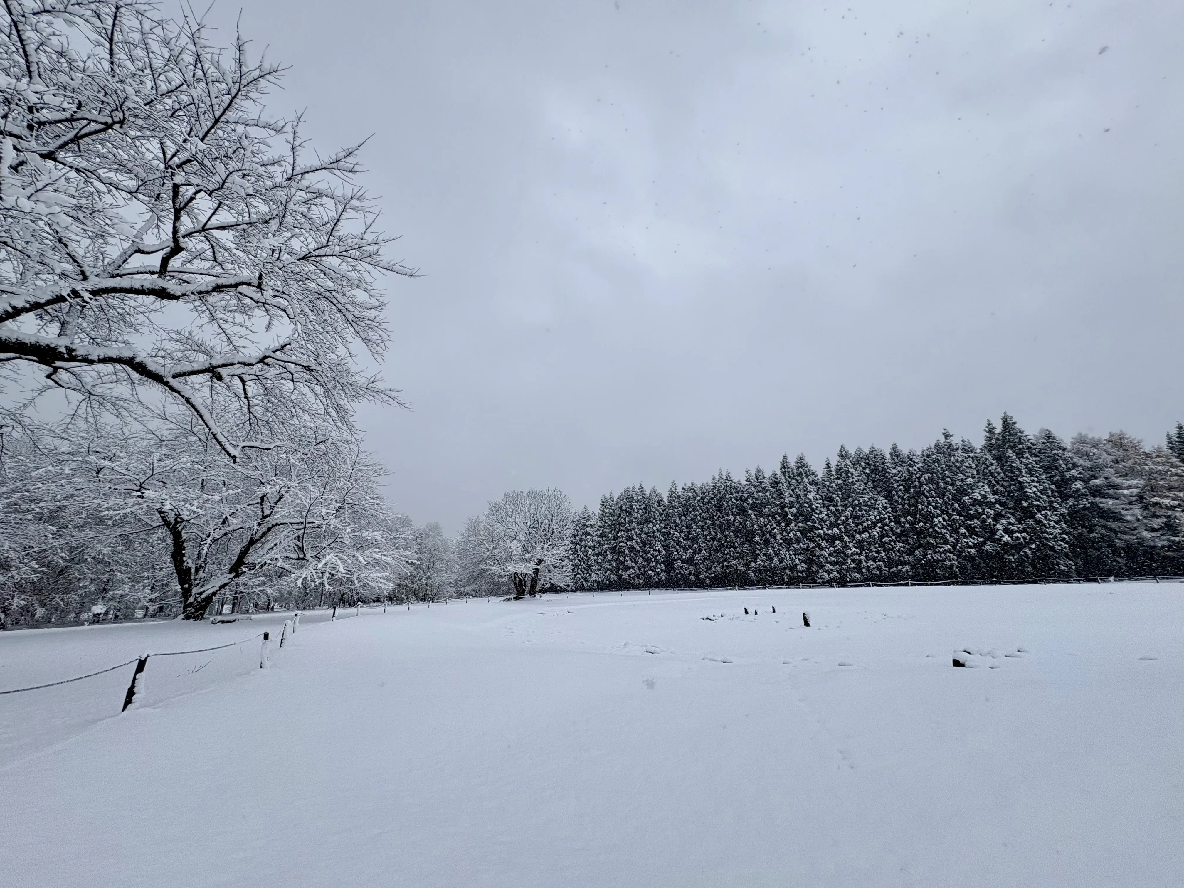 秋田県、今季最初の雪景色❄️｜ぽんちょ