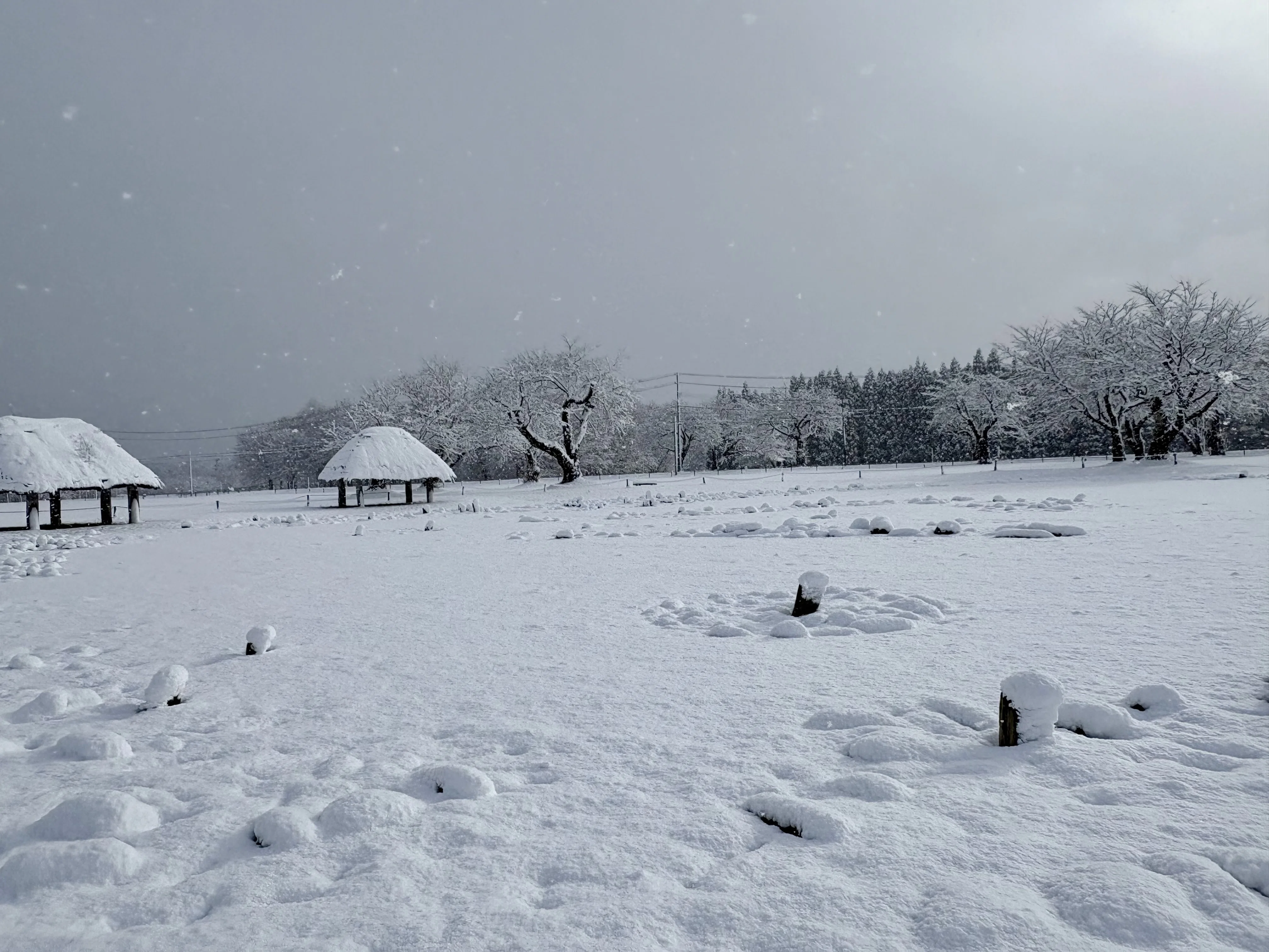 秋田県、今季最初の雪景色❄️｜ぽんちょ