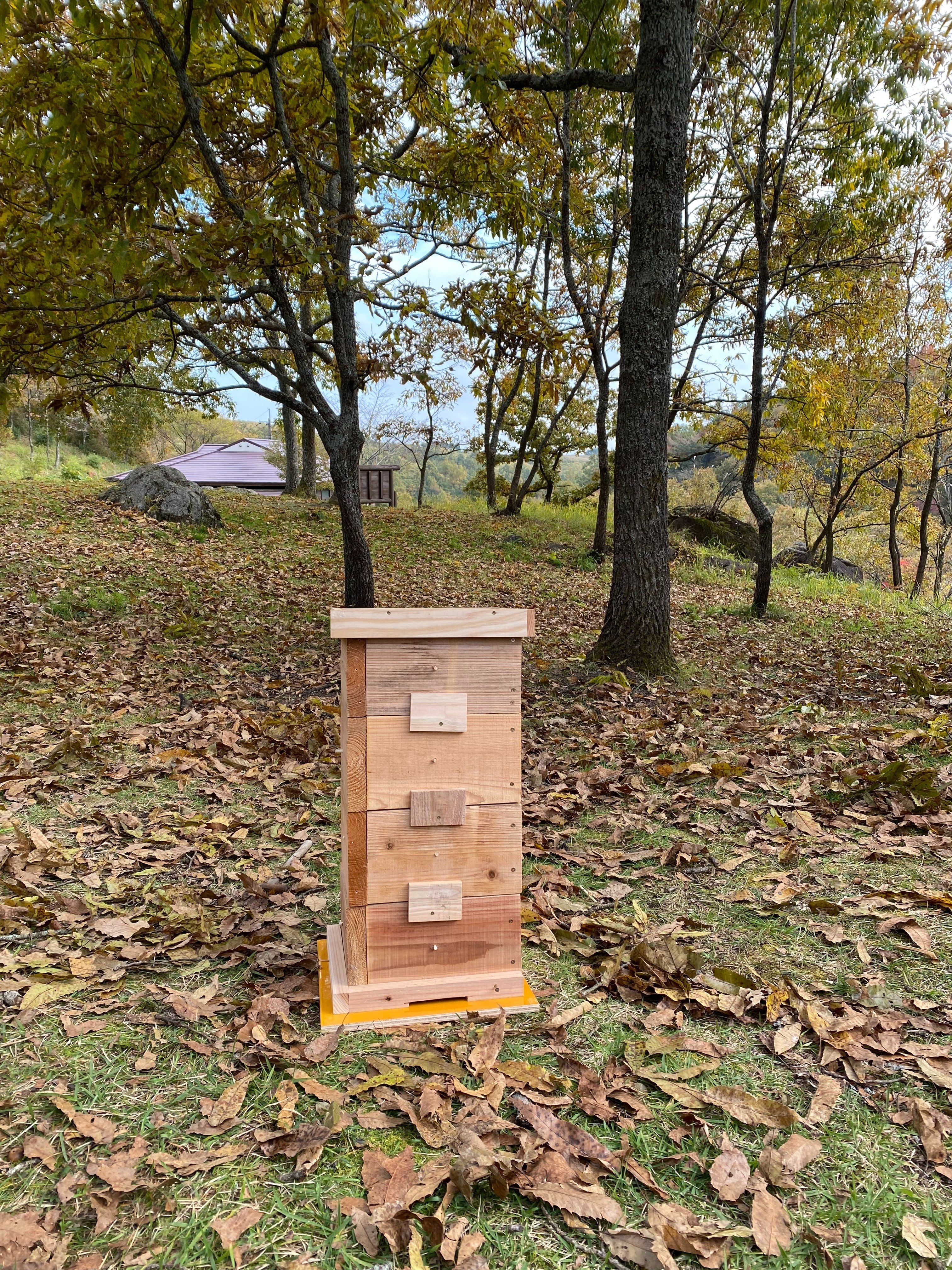 巣箱入り日本蜜蜂１群（2021.4.10入居群） April 2026 [Miracle] A massive influx of Japanese honeybees - The