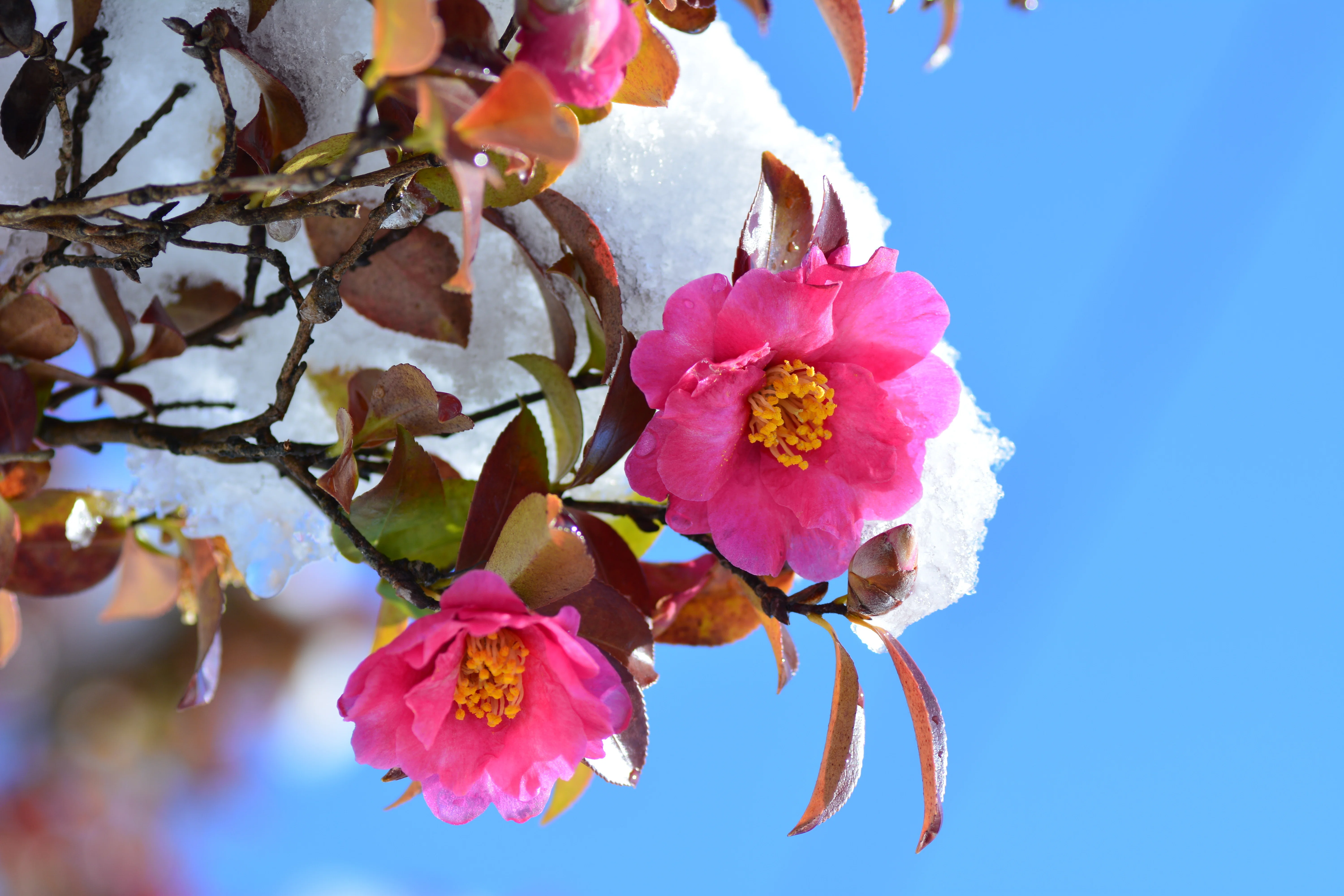 12月の花：冬も華やかな日本｜Hiragana Times 編集部