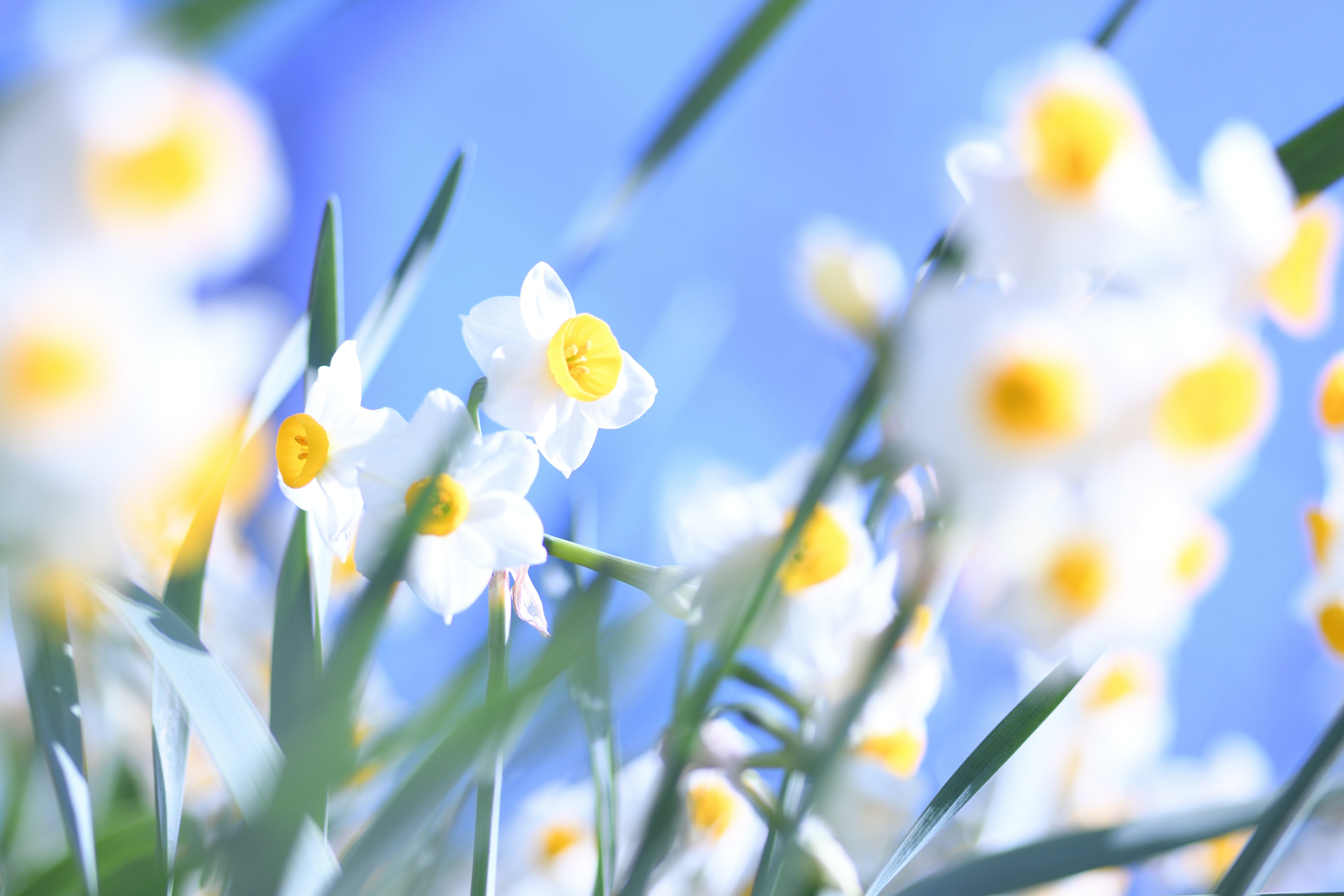 12月の花：冬も華やかな日本｜Hiragana Times 編集部