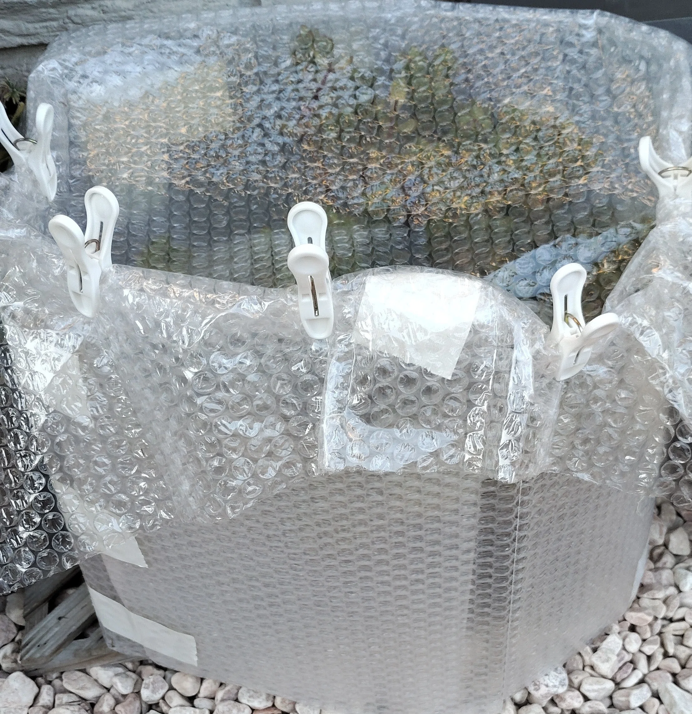 越冬植物等40鉢　まとめて譲渡 [引取限定] 1763714632-