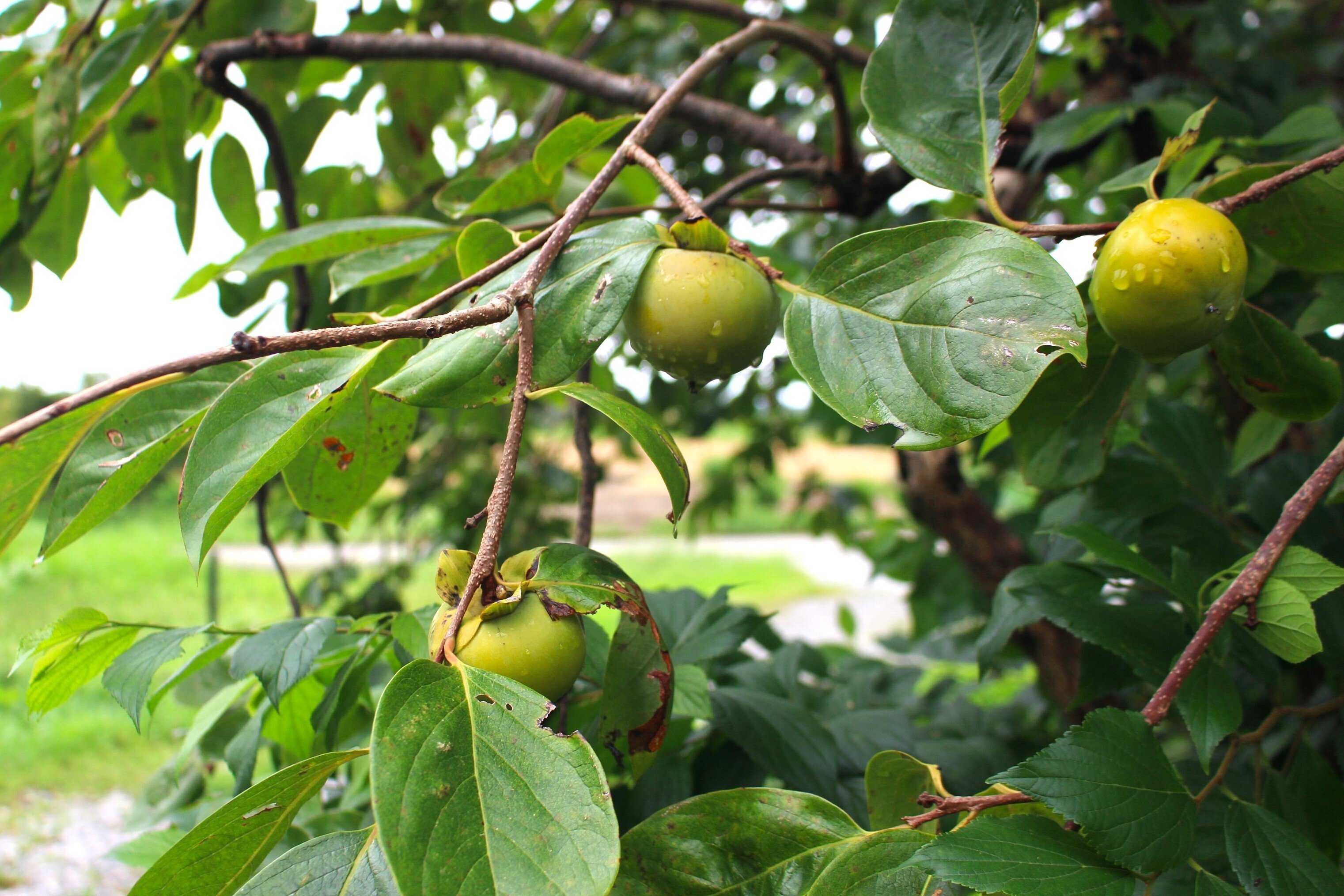 能登で見つけた「やるべきこと」／カフェ食堂れんげや代表・山本千紗