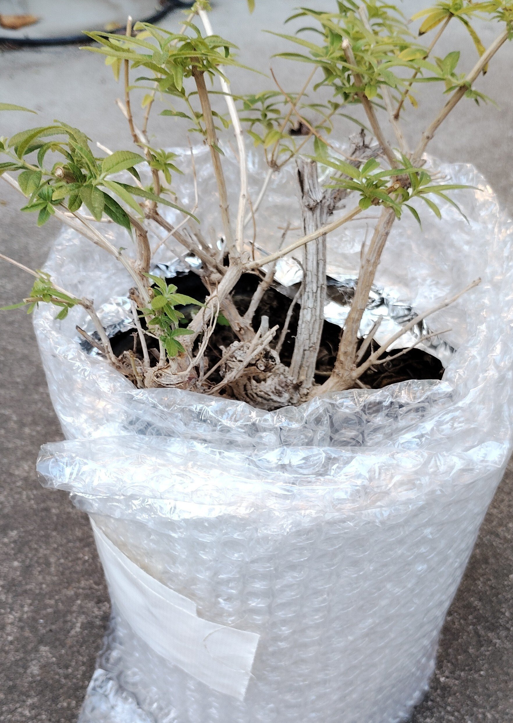 冬越しの準備｜さこの