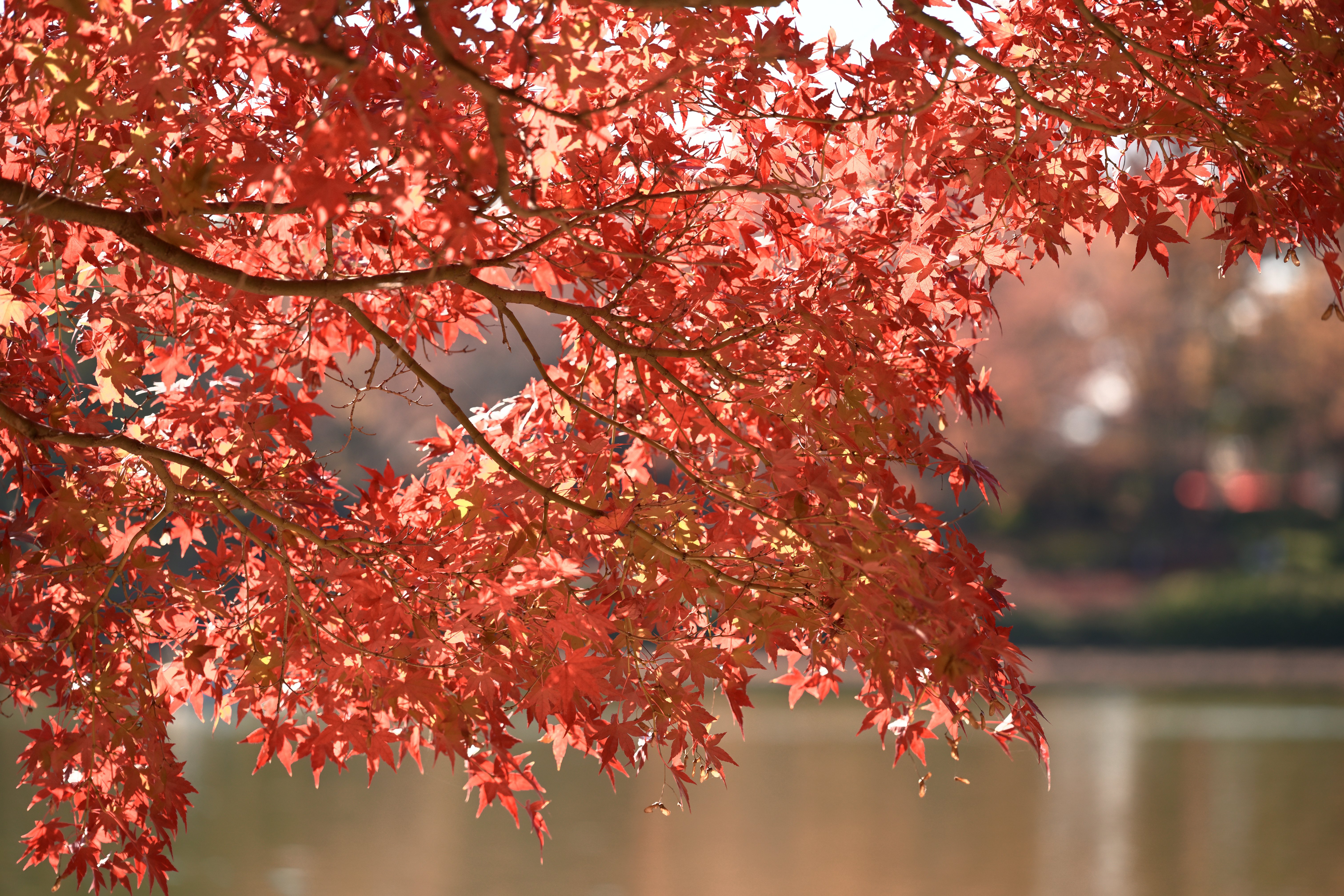 昭和記念公園の紅葉を撮る — Nikon Z5II × NIKKOR Z｜レンズの先に