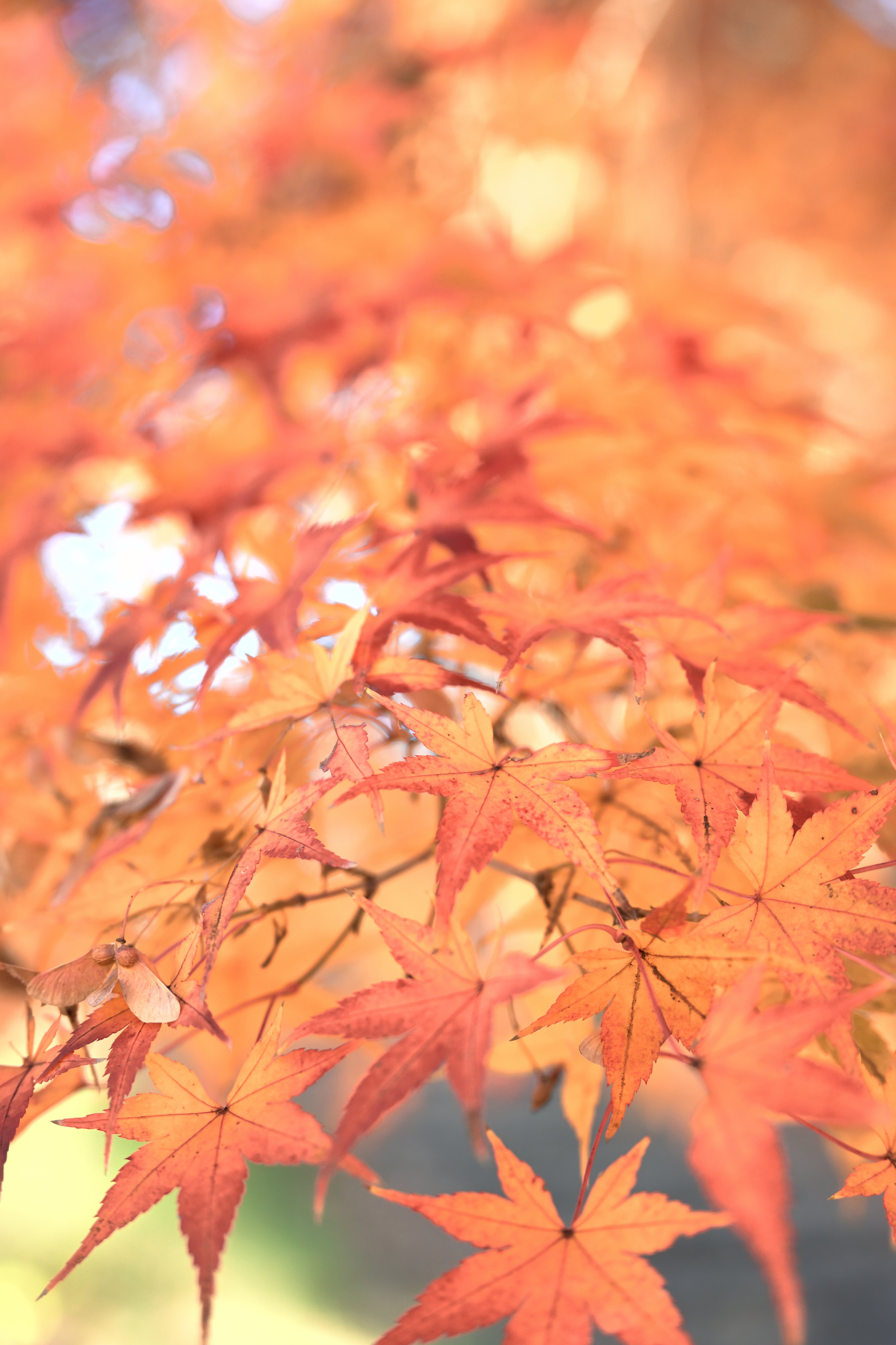 昭和記念公園の紅葉を撮る — Nikon Z5II × NIKKOR Z｜レンズの先に