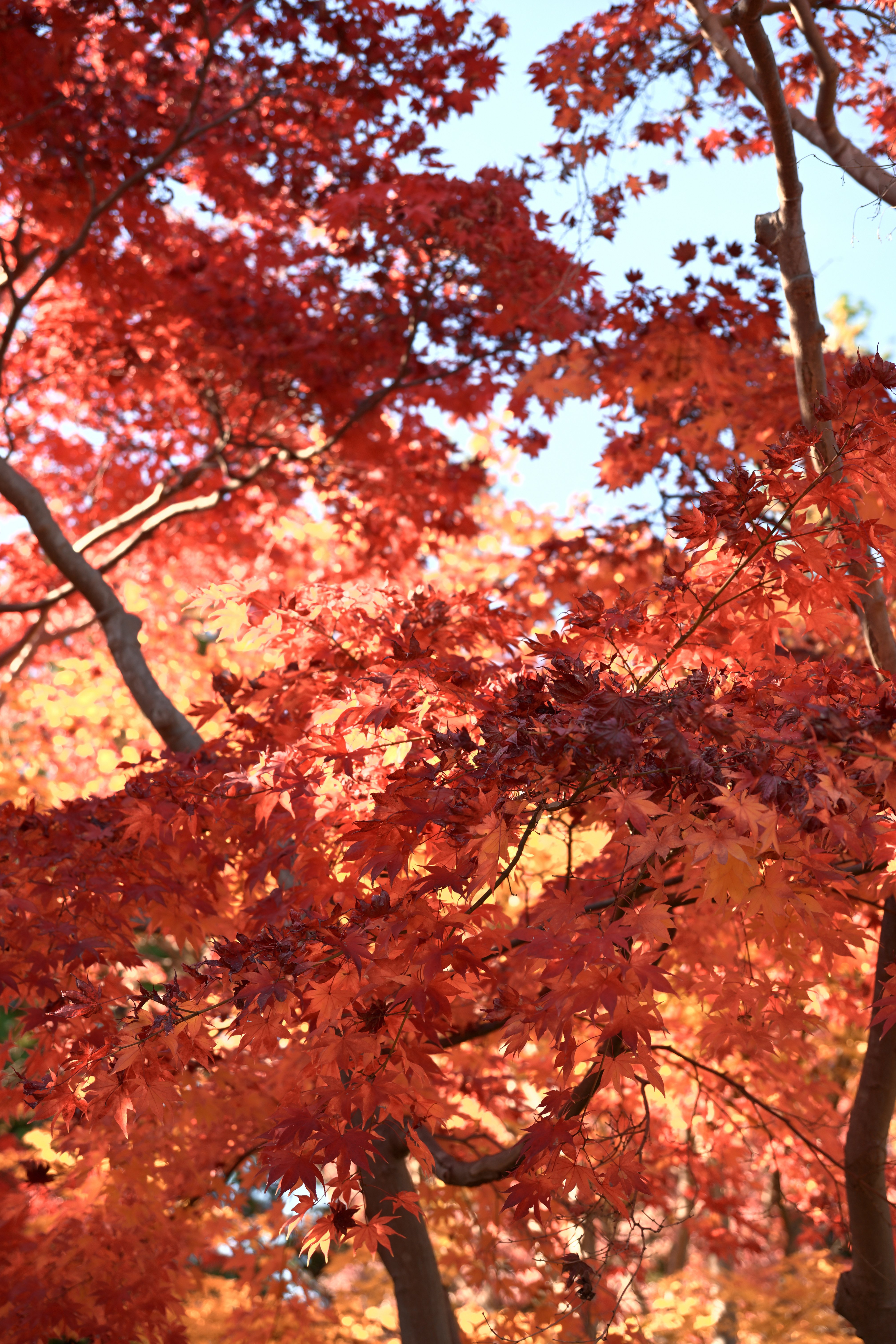 昭和記念公園の紅葉を撮る — Nikon Z5II × NIKKOR Z｜レンズの先に