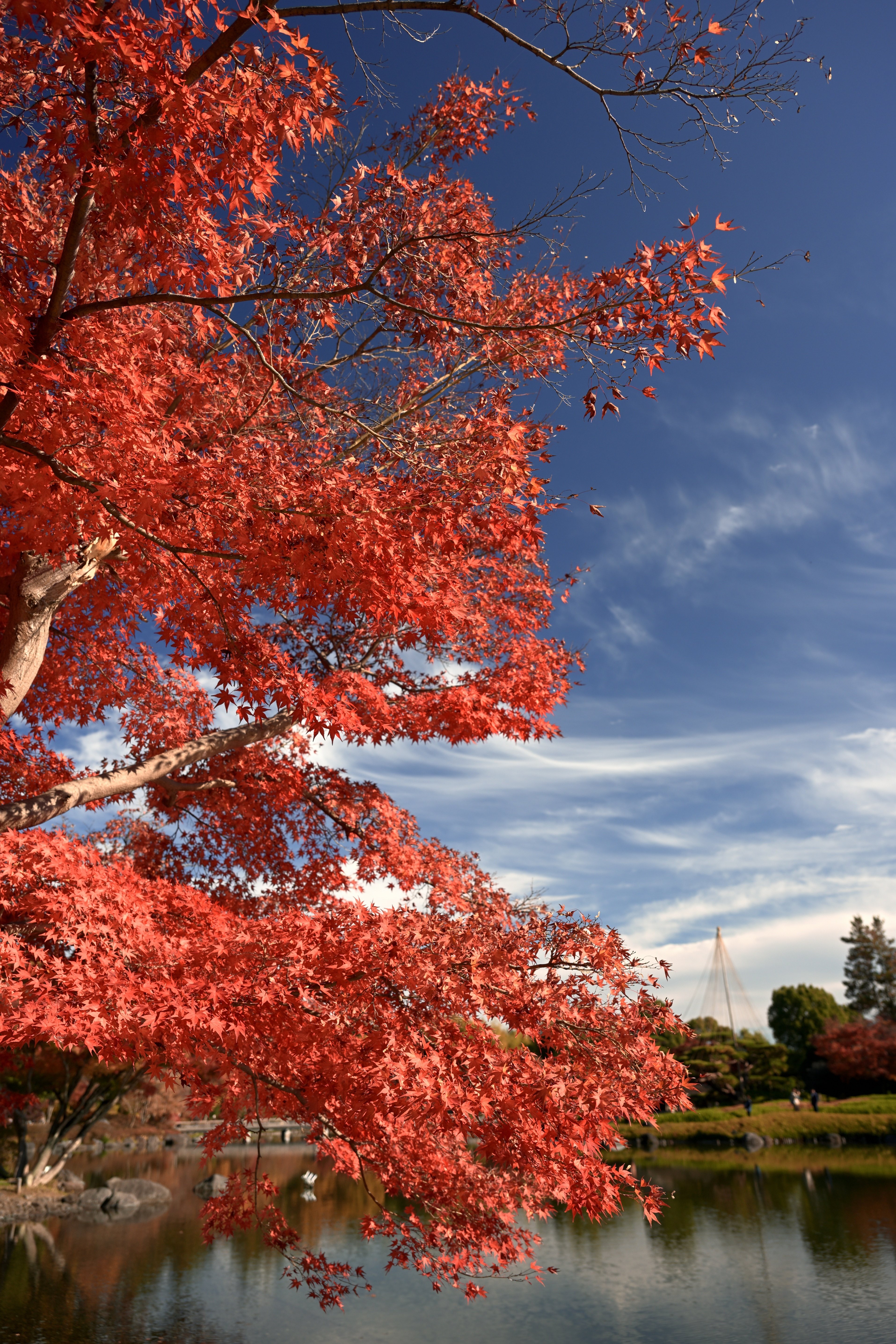 昭和記念公園の紅葉を撮る — Nikon Z5II × NIKKOR Z｜レンズの先に