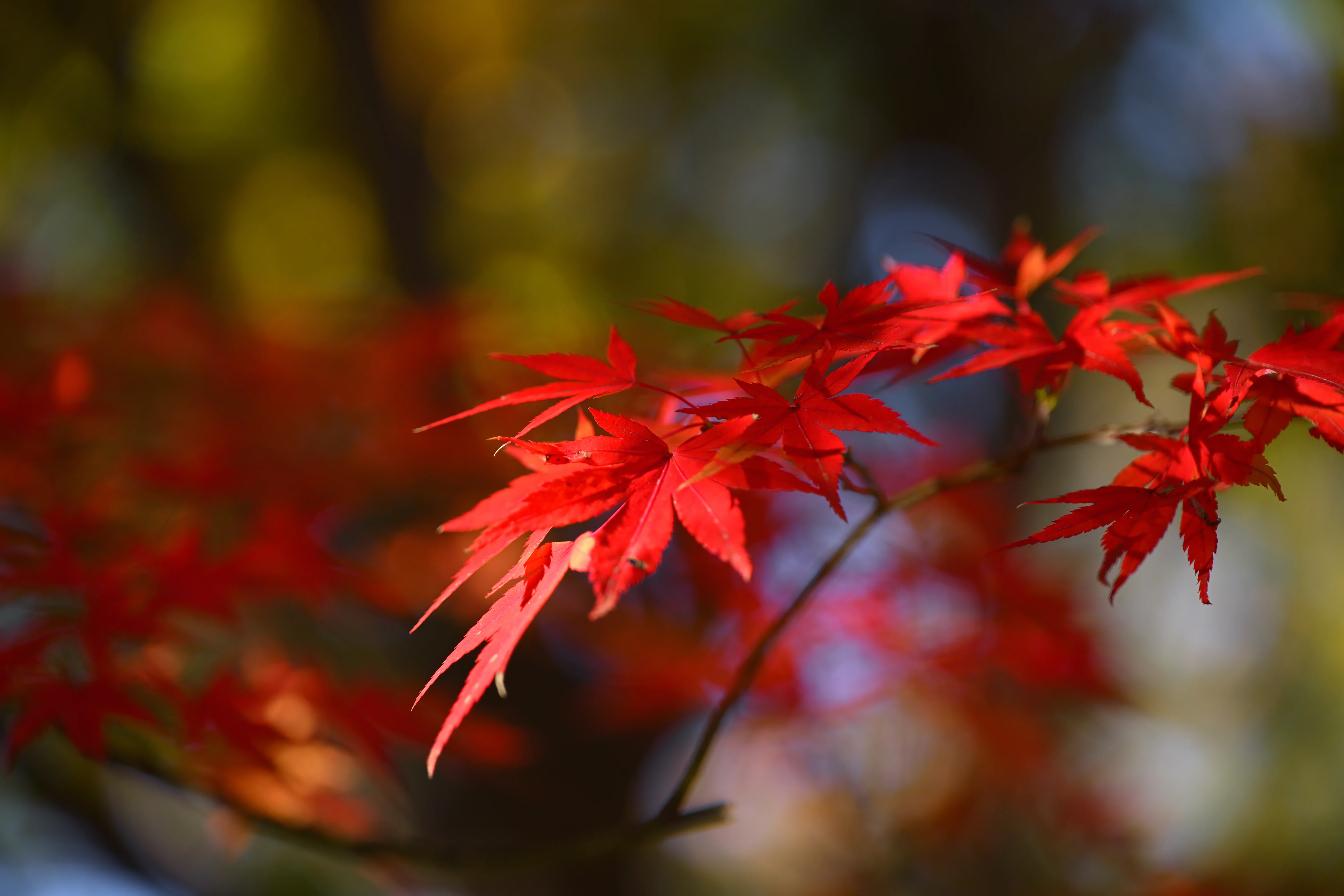 昭和記念公園の紅葉を撮る — Nikon Z5II × NIKKOR Z｜レンズの先に