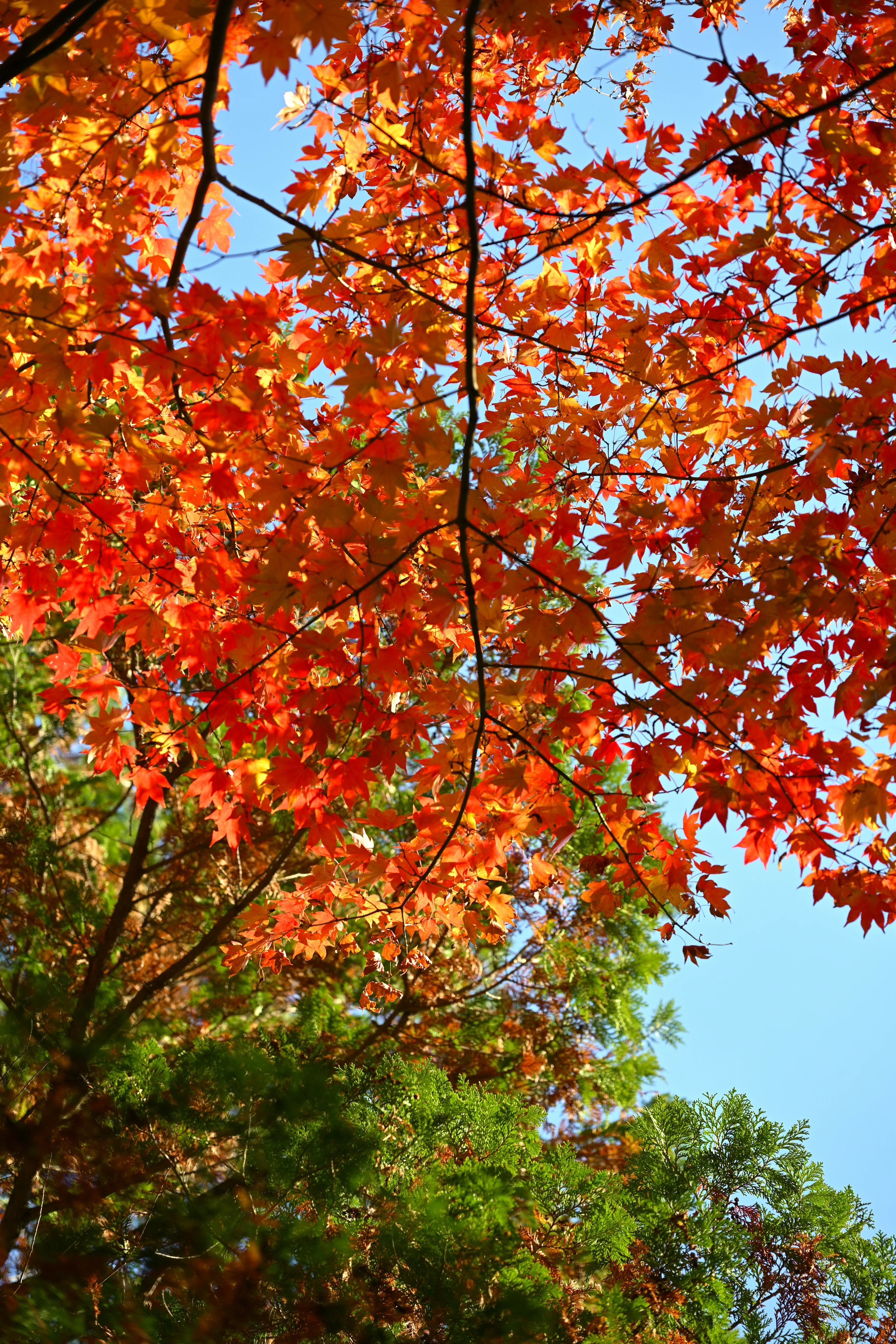 紅葉 昭和記念公園の紅葉を撮る — Nikon Z5II × NIKKOR Z｜レンズの先に