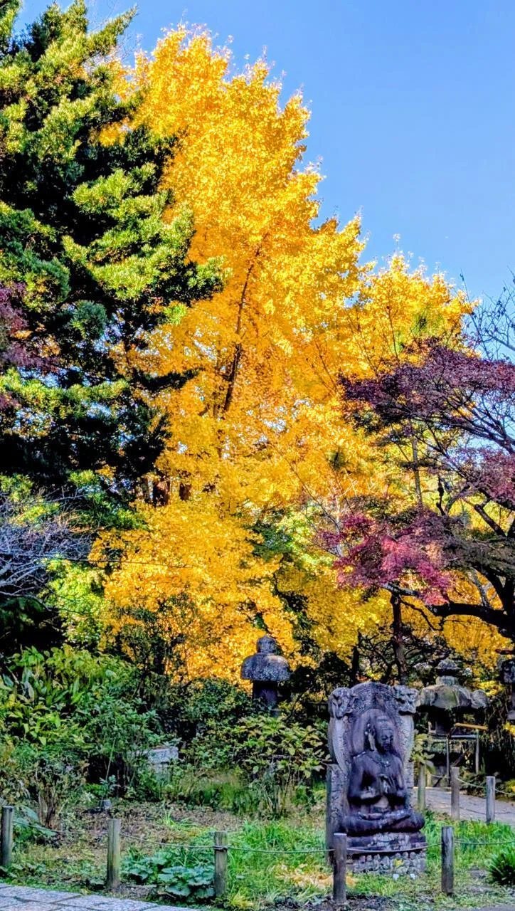 鎌倉・大町「安国論寺の銀杏 2025」【四季折々の花、草木】〈名所編