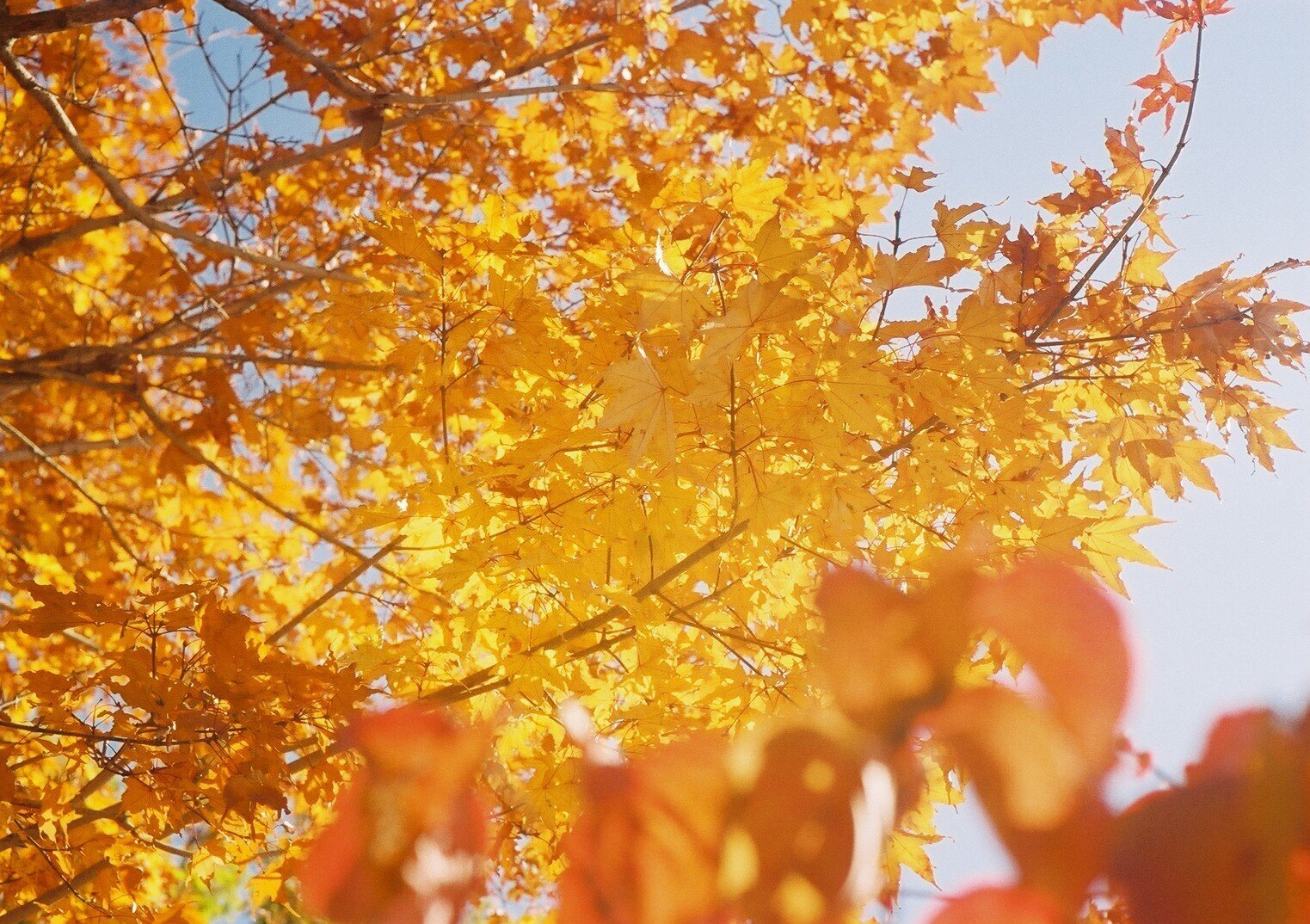 MINOLTA V2  実写作例あり MINOLTA V2の撮影見本｜ごん色カメラ