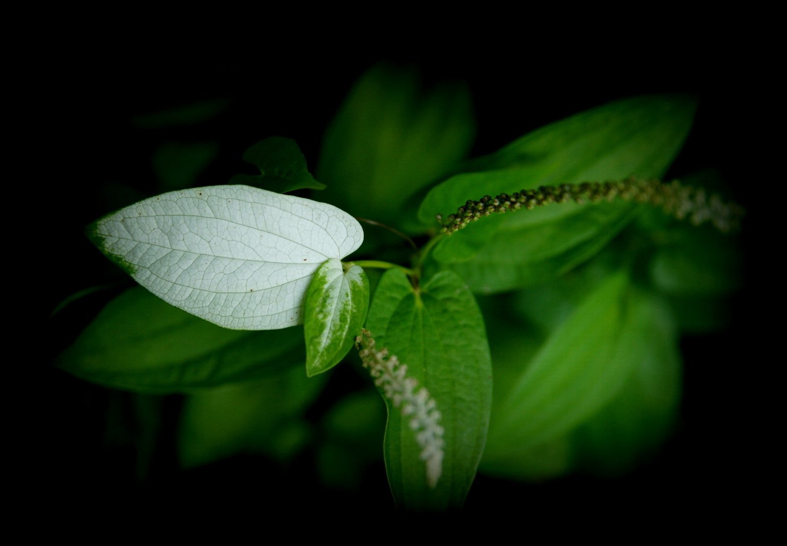 葉っぱの話｜はるの雑記帳