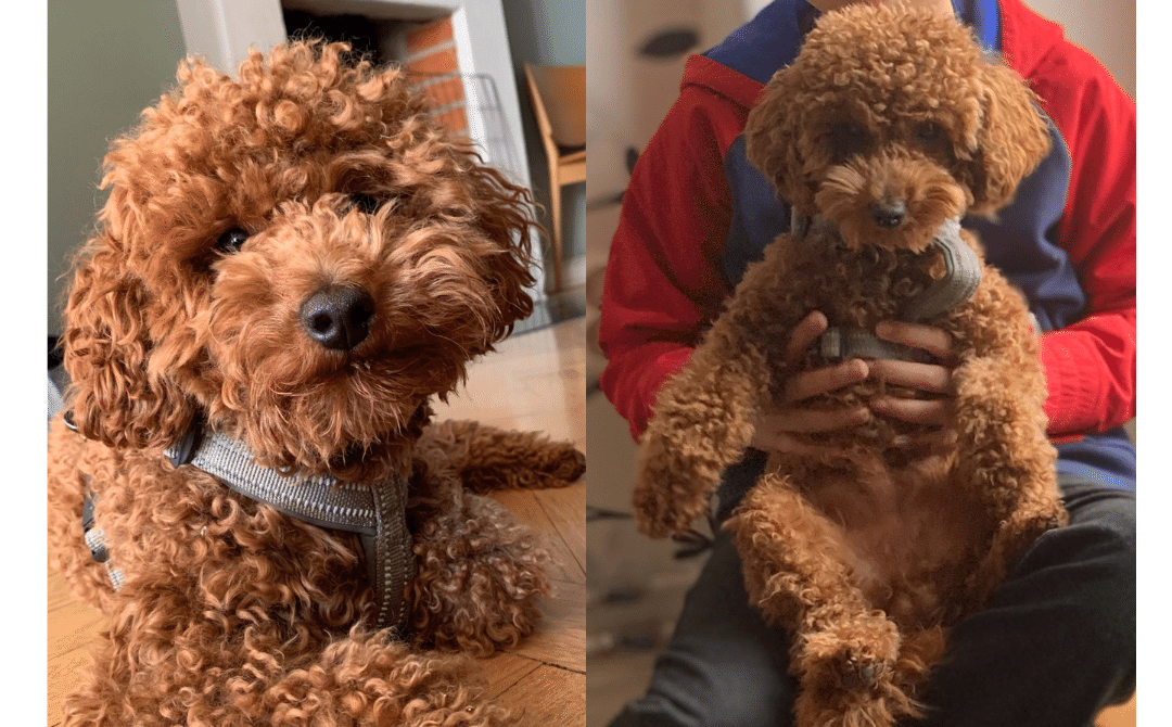 トイプードルは波の間から生まれた---デザインの裏側｜のり巻@スウェーデン