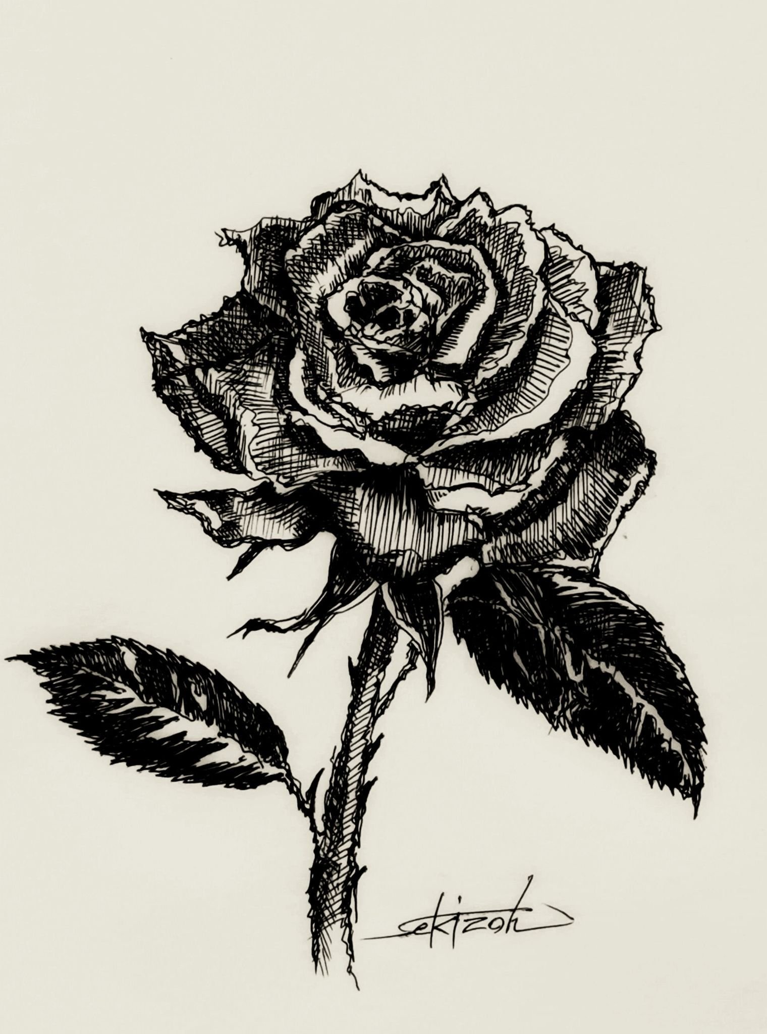 薔薇』ボールペンと色鉛筆画｜せきぞう、